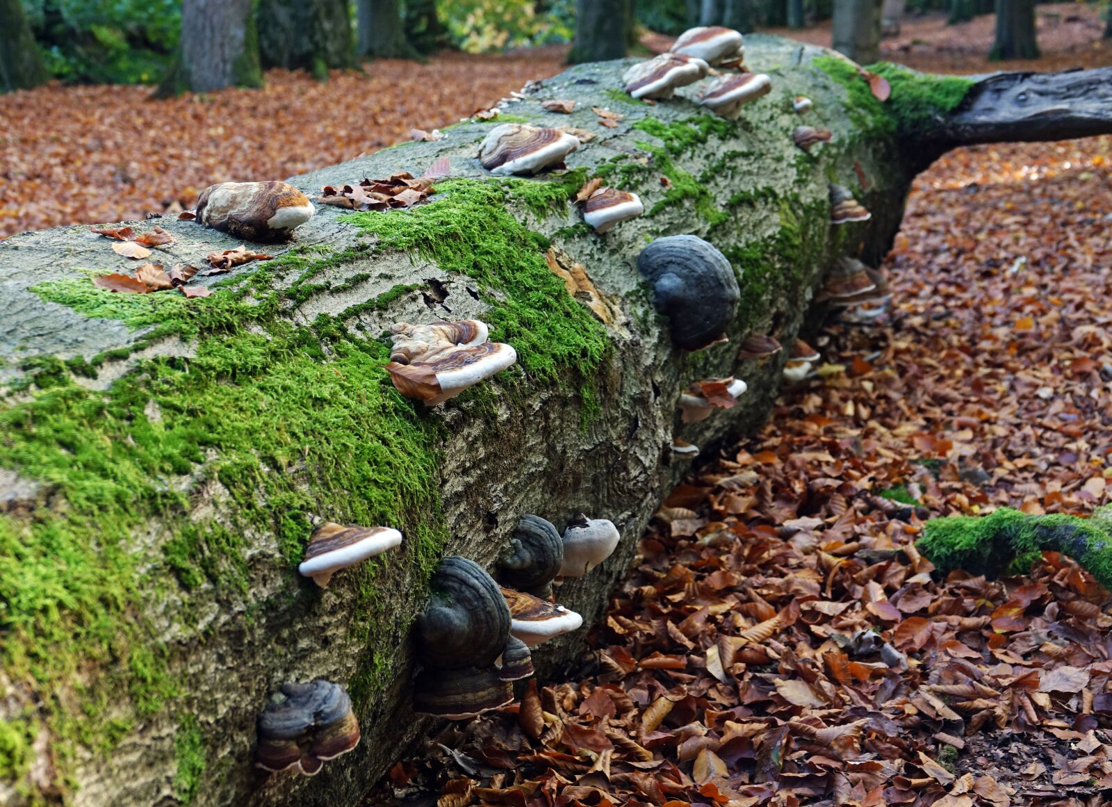 Sony Cyber-shot DSC-RX10 III sample photo. Mushrooms, mushroom, various photography