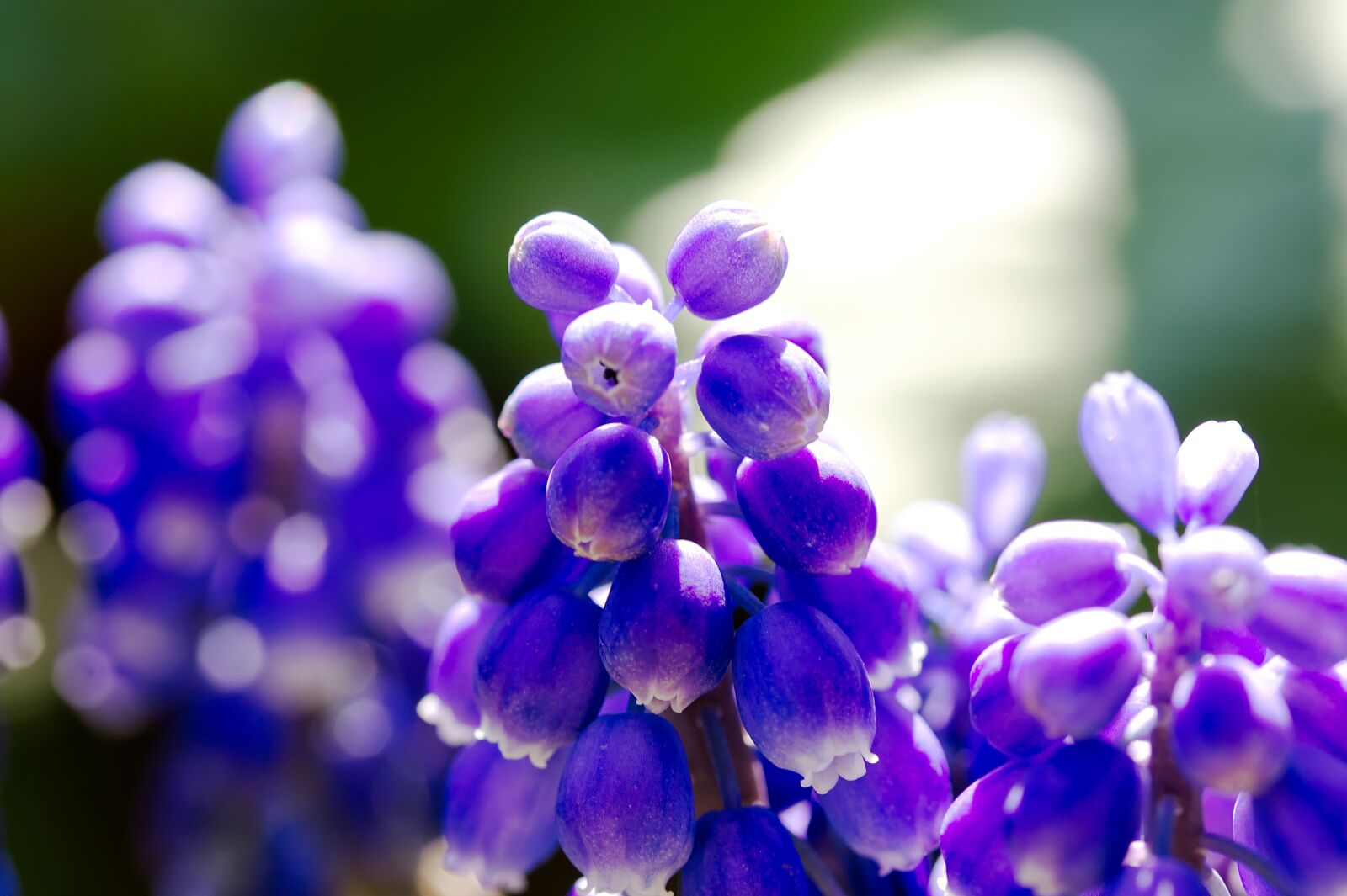 Canon EOS 450D (EOS Rebel XSi / EOS Kiss X2) sample photo. Bleed, grape hyacinth, flower photography