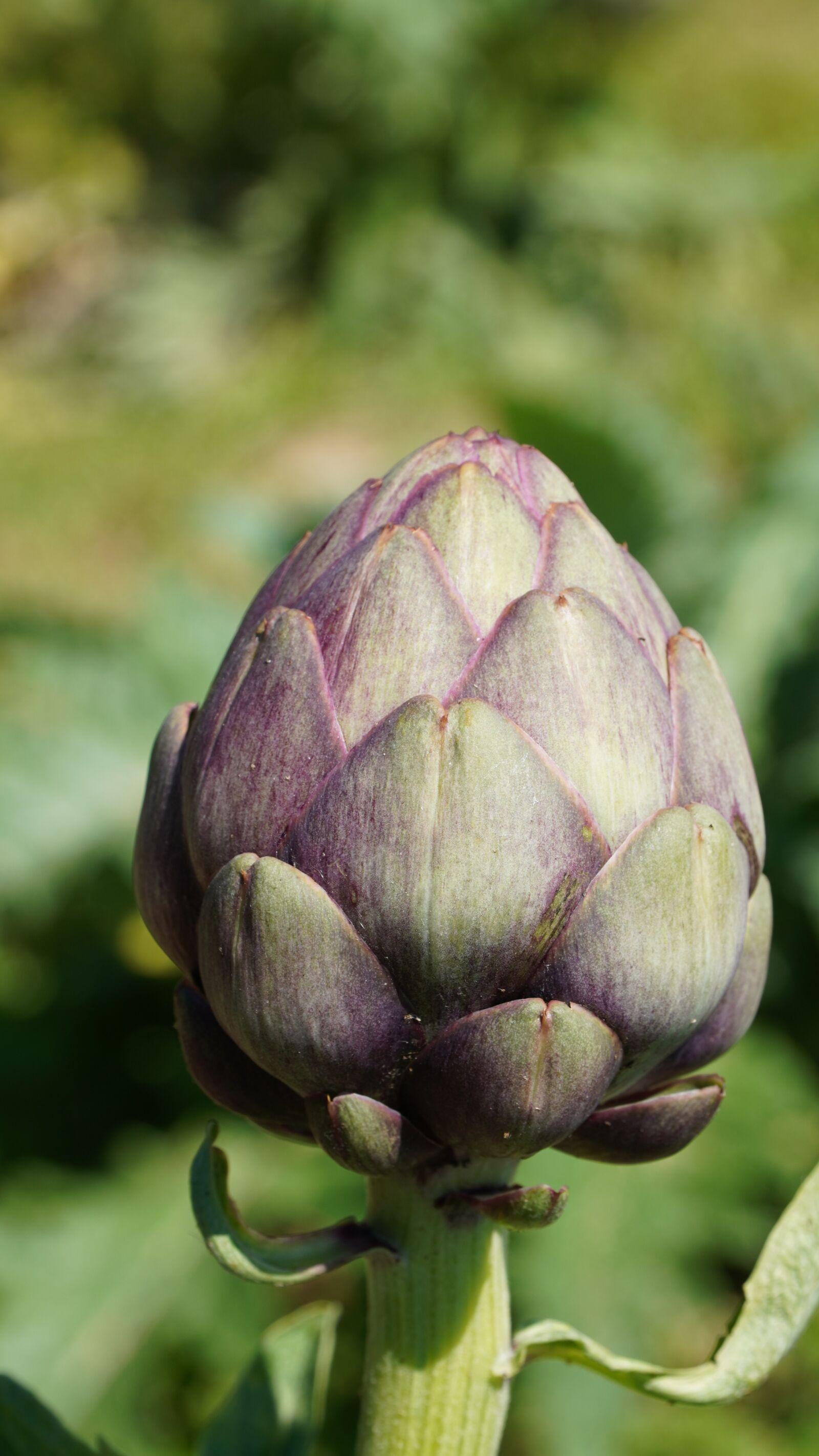 Sony E PZ 18-105mm F4 G OSS sample photo. Artichokes, vegetables, food photography