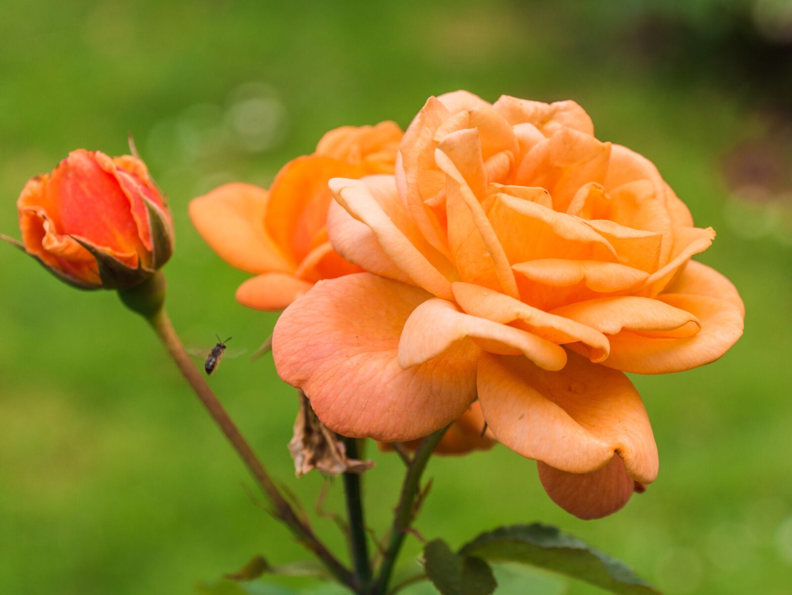 Panasonic DMC-G81 sample photo. Flower, rose, blossom photography