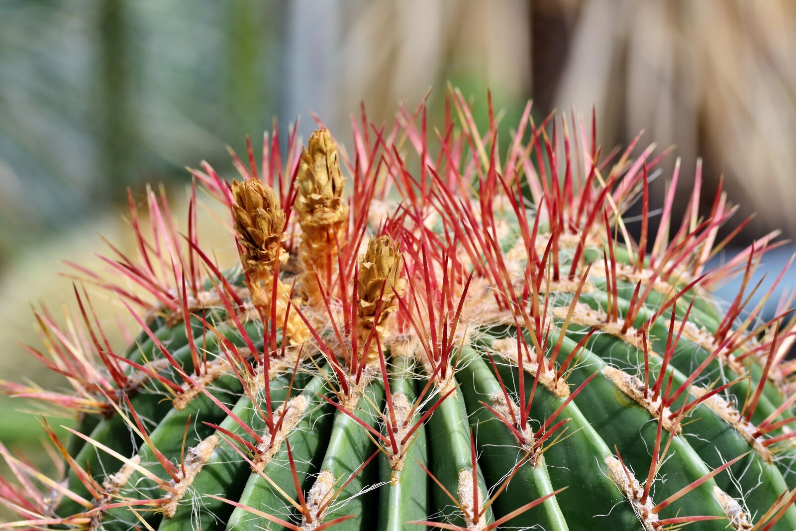 Nikon D7200 sample photo. Cactus, prickly, desert plant photography