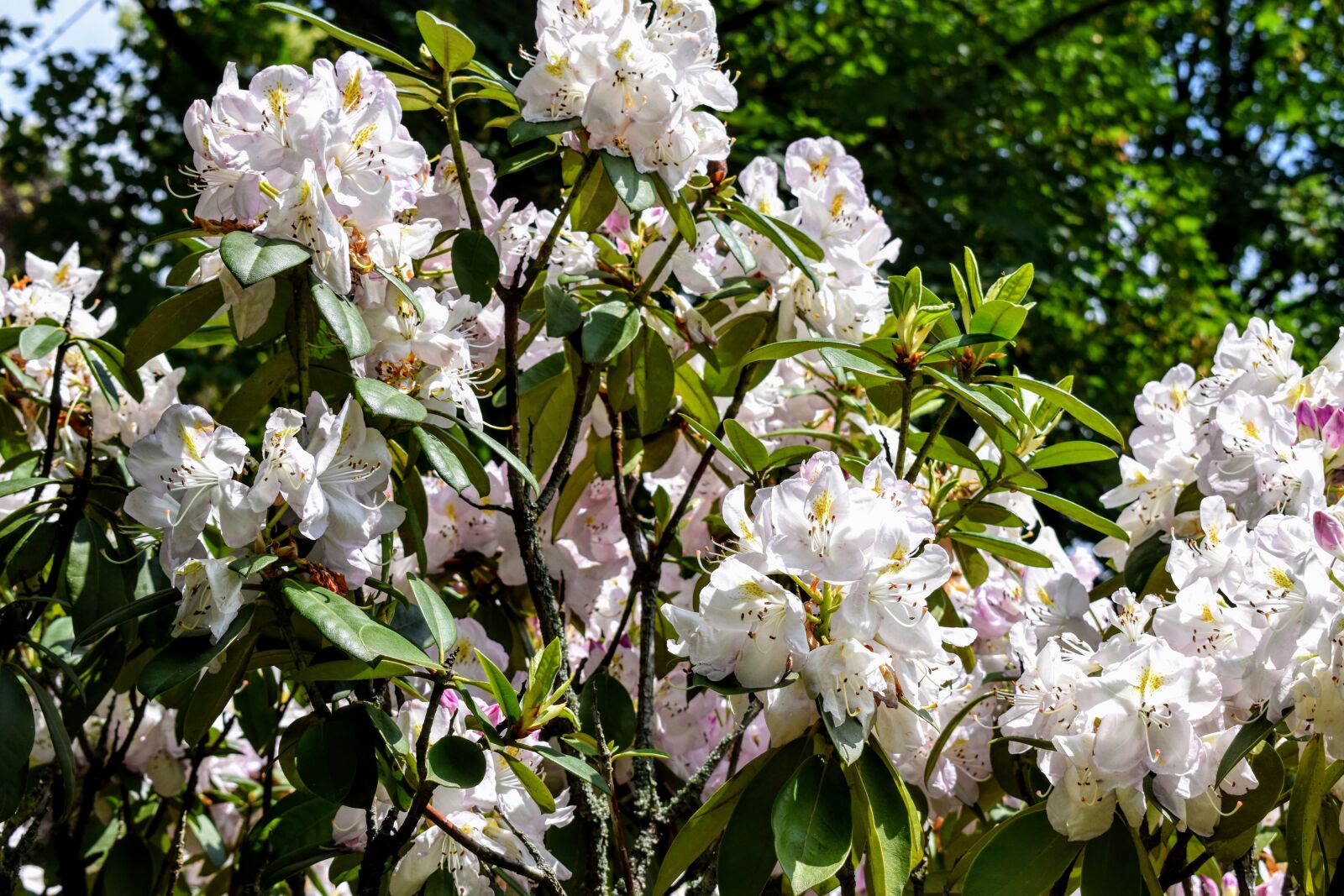 Nikon D5300 sample photo. Flowers, white, garden photography