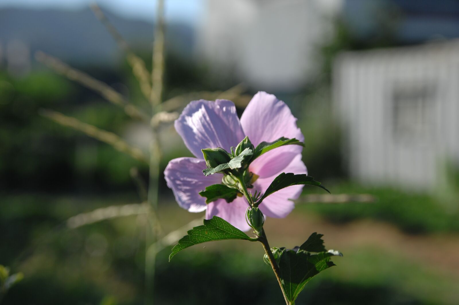 Nikon D2Xs sample photo. Rose of sharon, korean photography