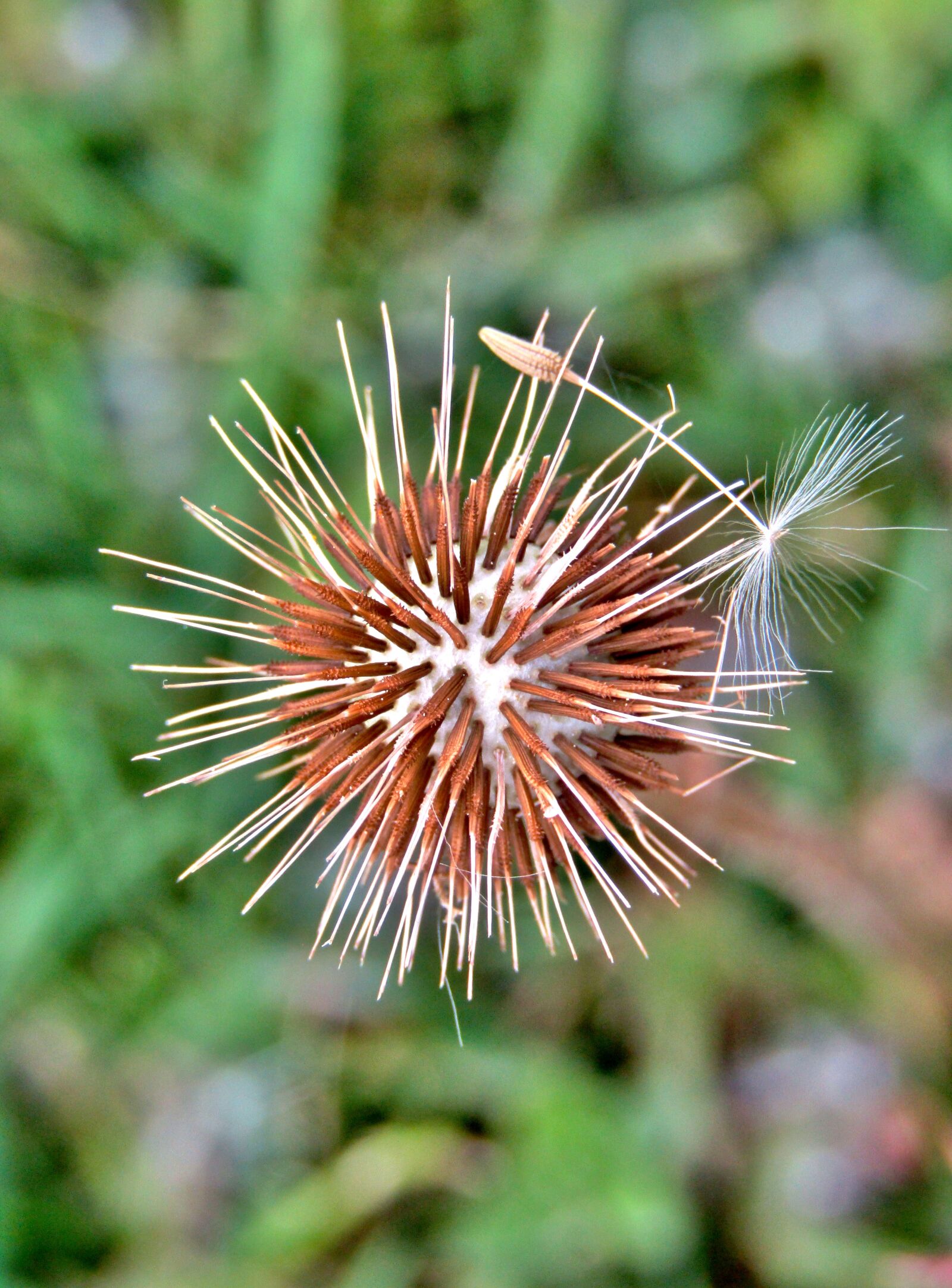 Canon POWERSHOT SX432 IS sample photo. Dandelion, umbrella way, wet photography