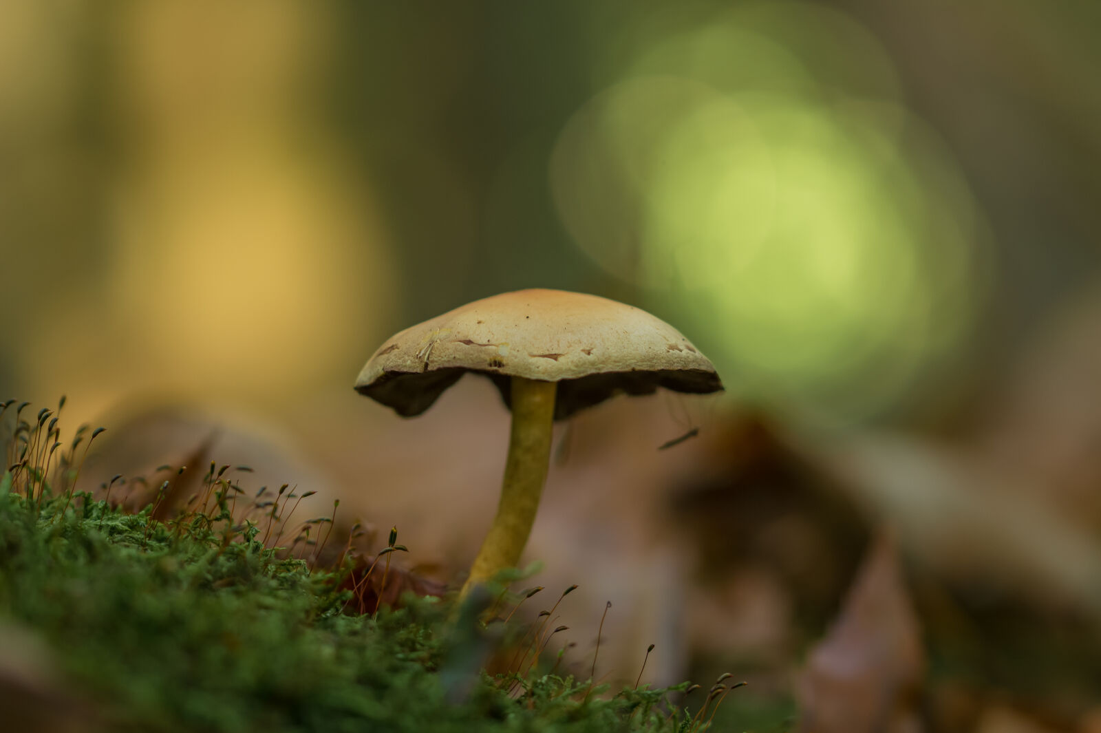 Sony SLT-A58 sample photo. Boletus, fungus, grass, growth photography