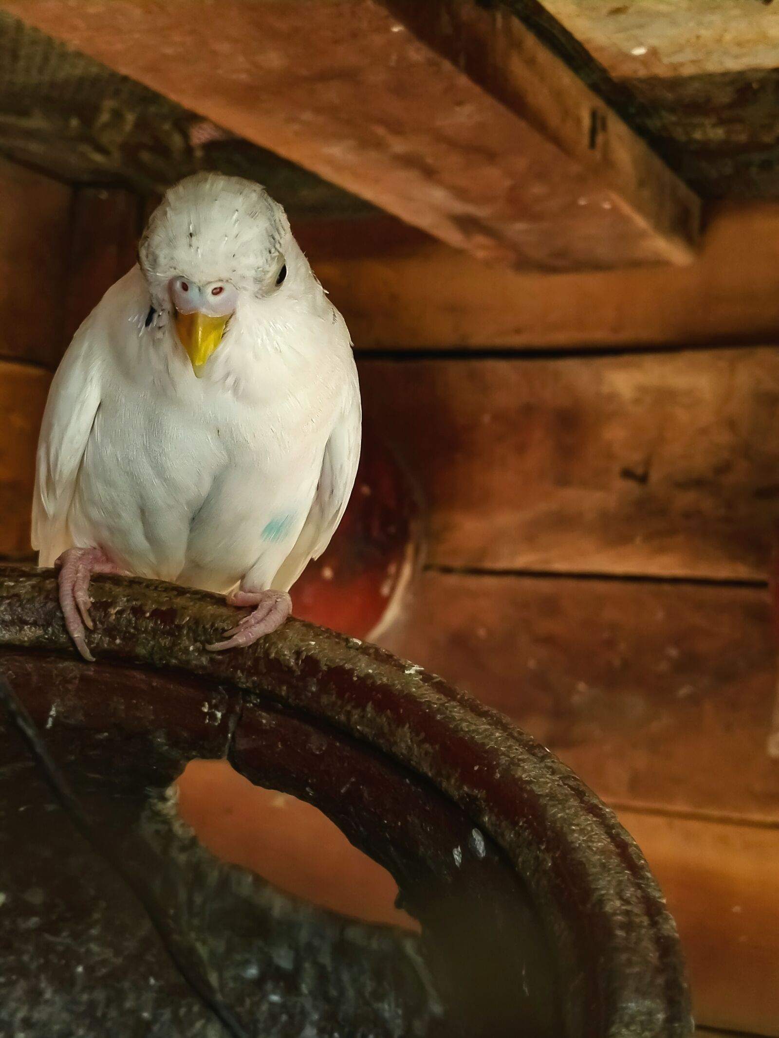 HUAWEI Y6II sample photo. Bird, food, lonely photography