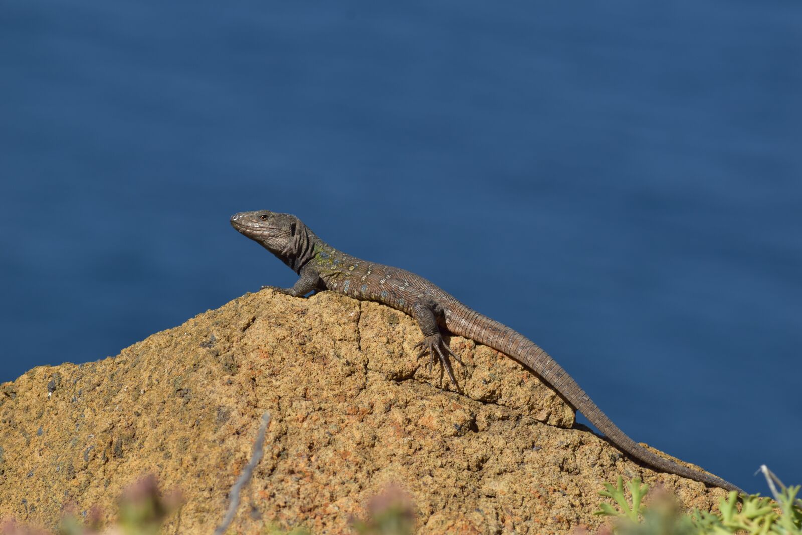Nikon D5300 sample photo. Lizard, canary islands, animal photography