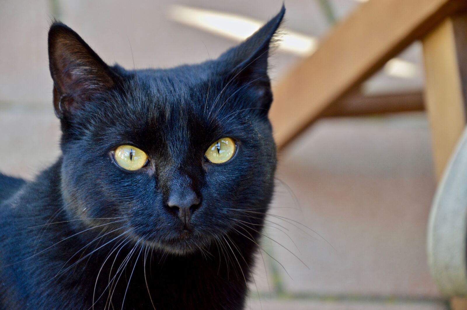 Nikon D3200 sample photo. Animalia, portrait, nice photography