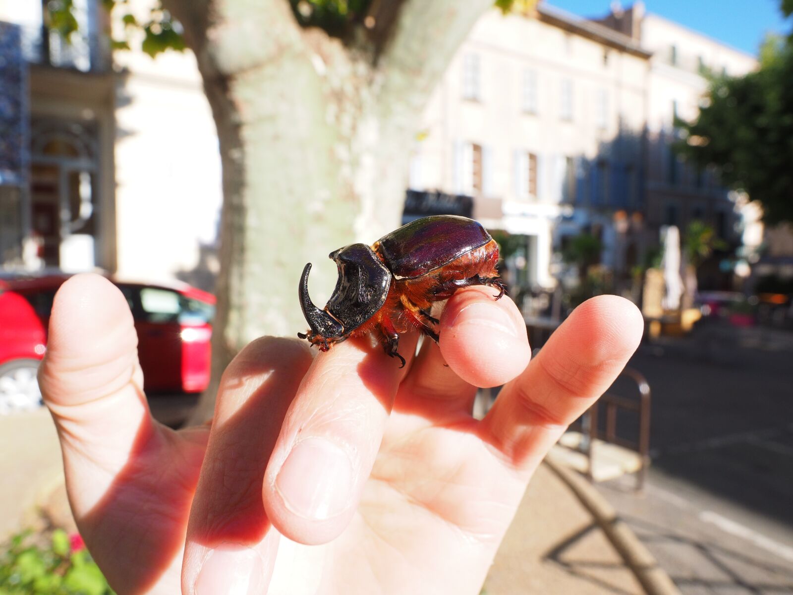 Olympus OM-D E-M1 + Olympus M.Zuiko Digital ED 12-40mm F2.8 Pro sample photo. Rhinoceros beetle, beetle, krabbeltier photography