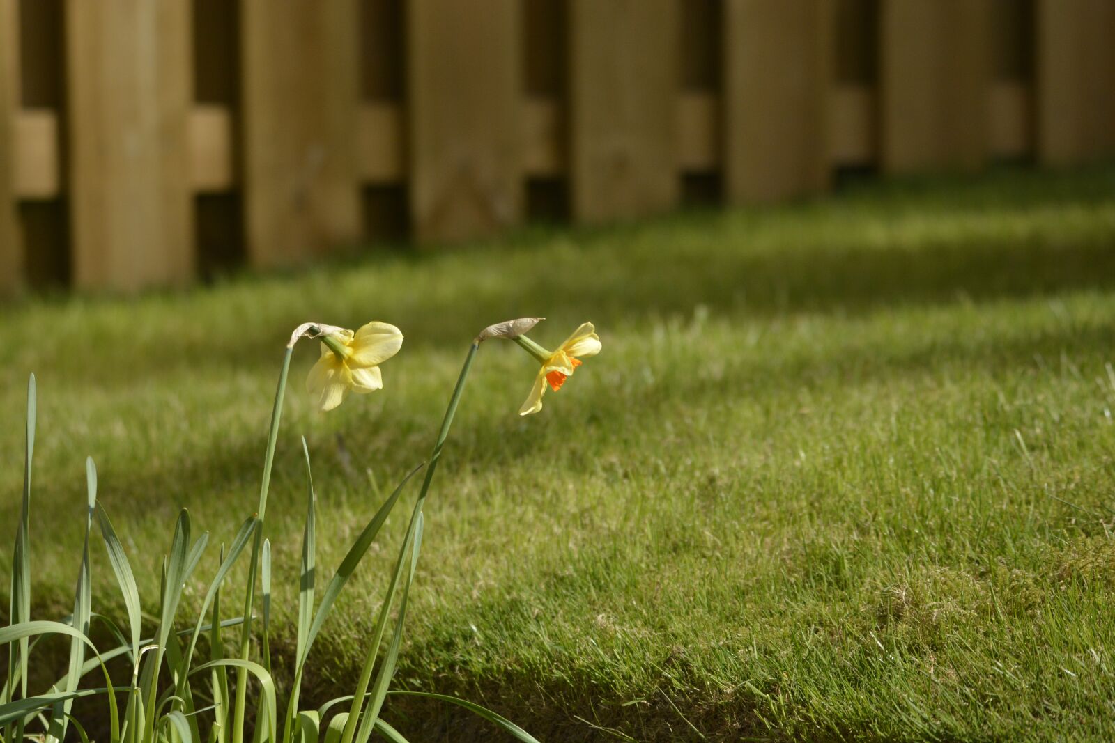 Nikon D7100 sample photo. Flowers, plants, grass photography