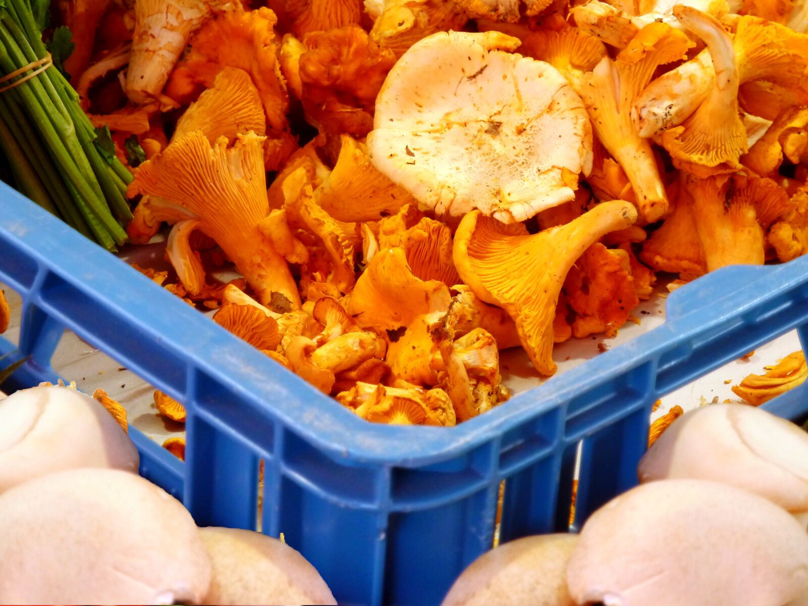 Panasonic DMC-TZ7 sample photo. Mushrooms, chanterelles, delicious photography