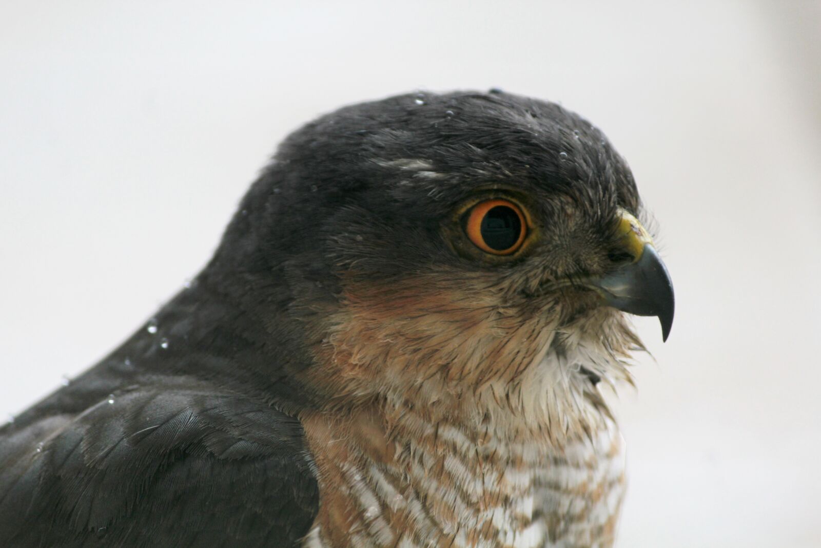 Canon EOS 1200D (EOS Rebel T5 / EOS Kiss X70 / EOS Hi) sample photo. Bird, fauna, raptor photography