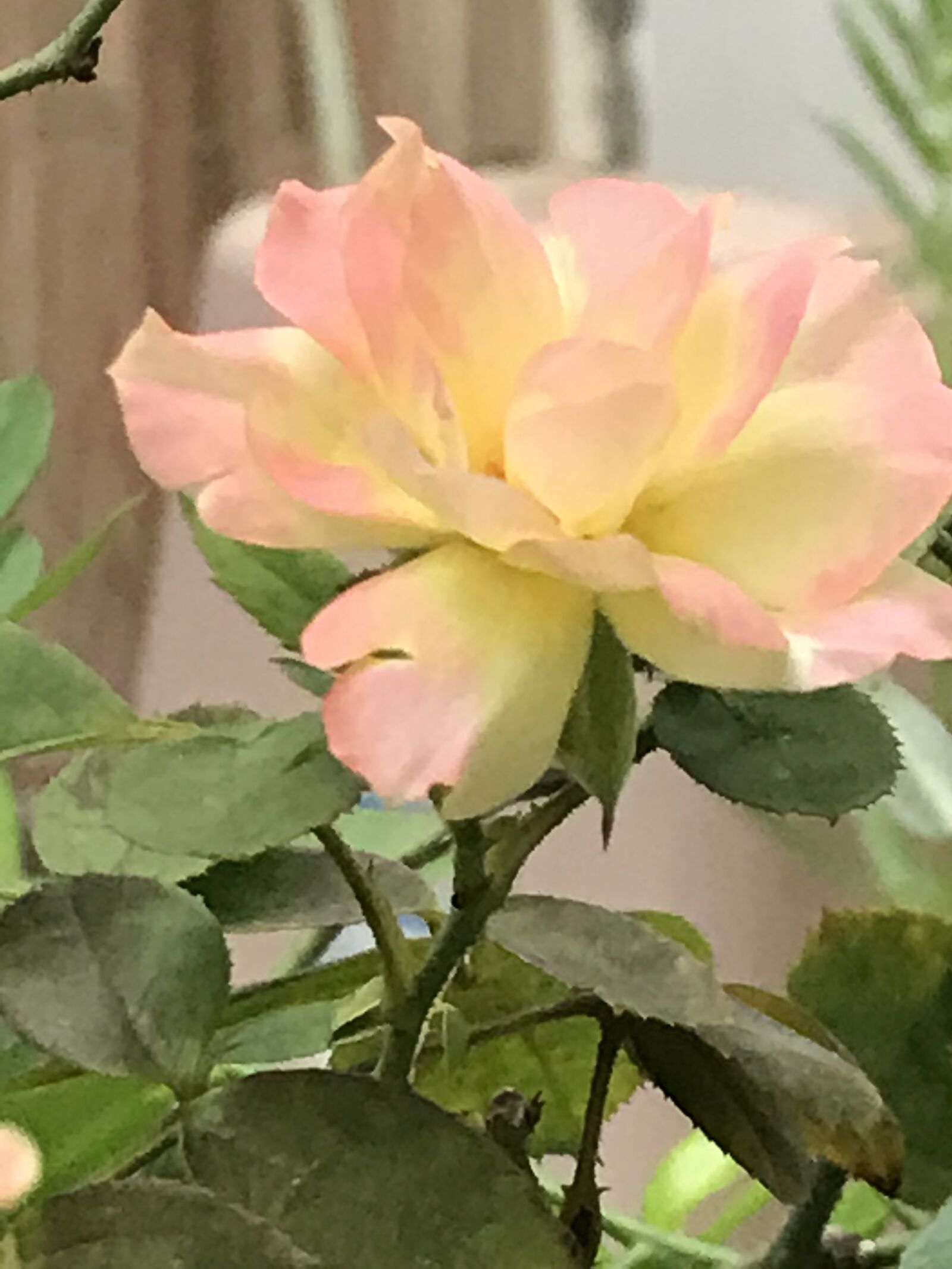Apple iPhone 7 Plus sample photo