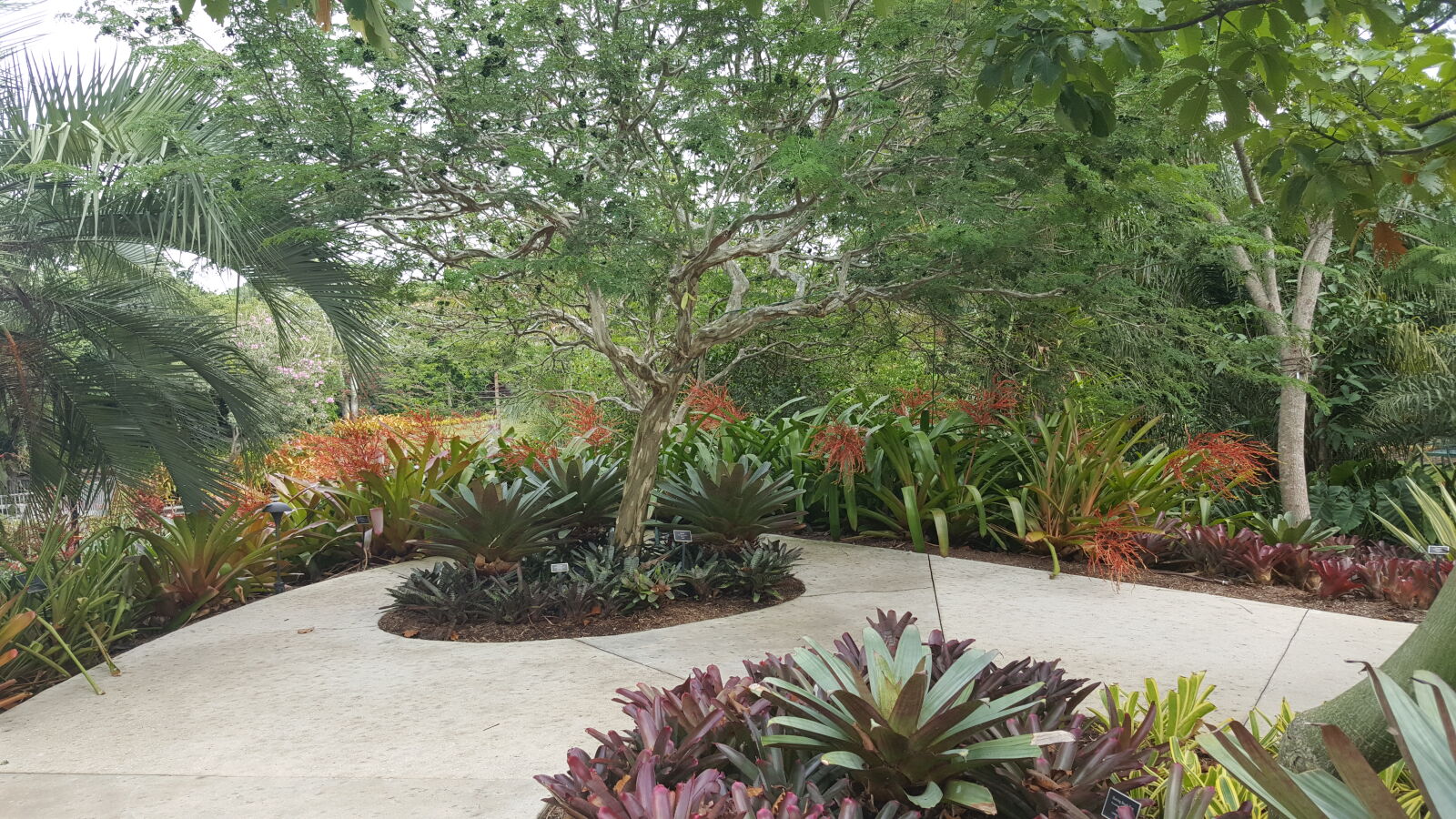 Samsung GALAXY S6 edge sample photo. Botanical, gardens, naples photography