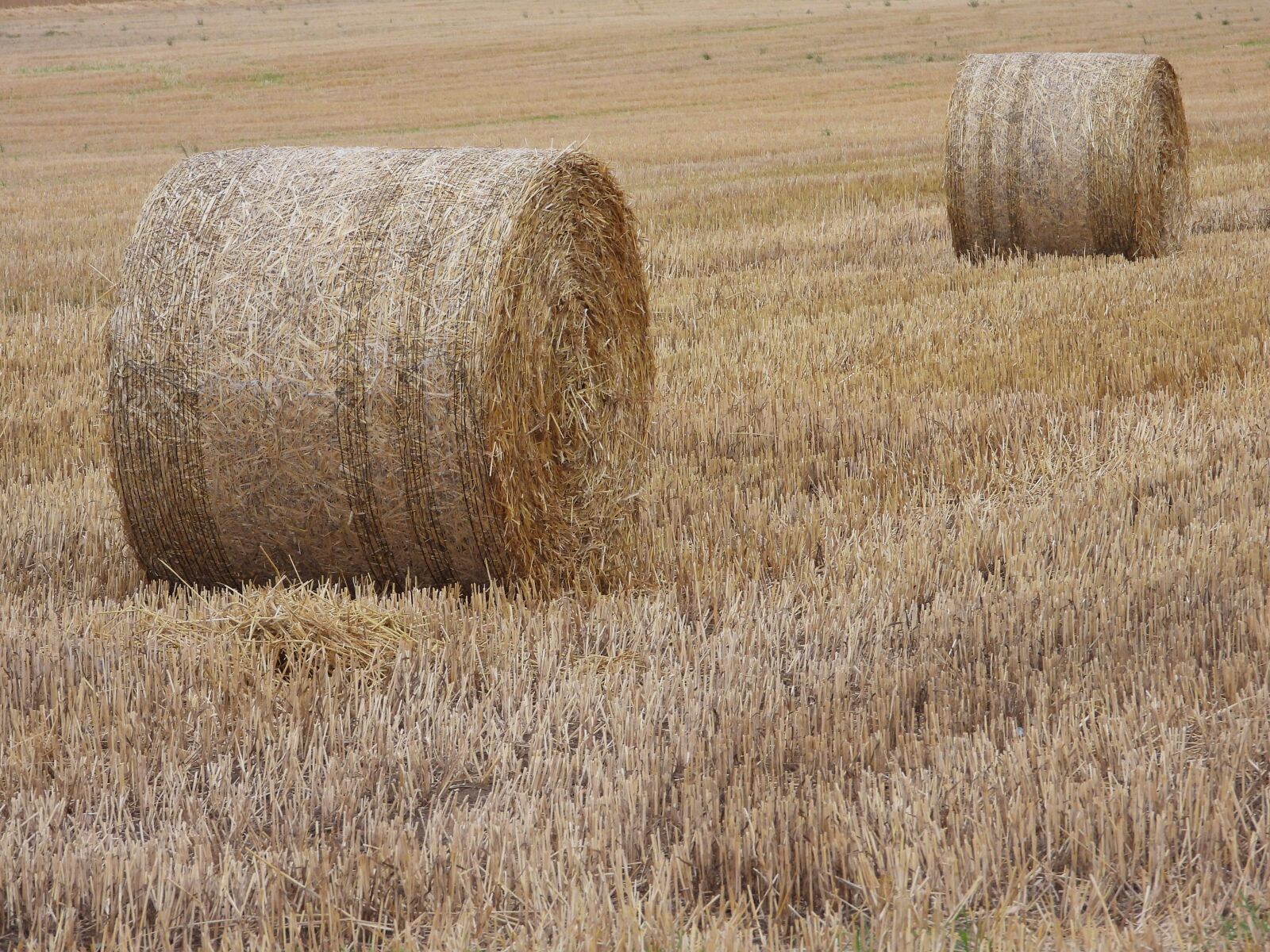 Nikon Coolpix P1000 sample photo. Straw, ballots, harvest photography
