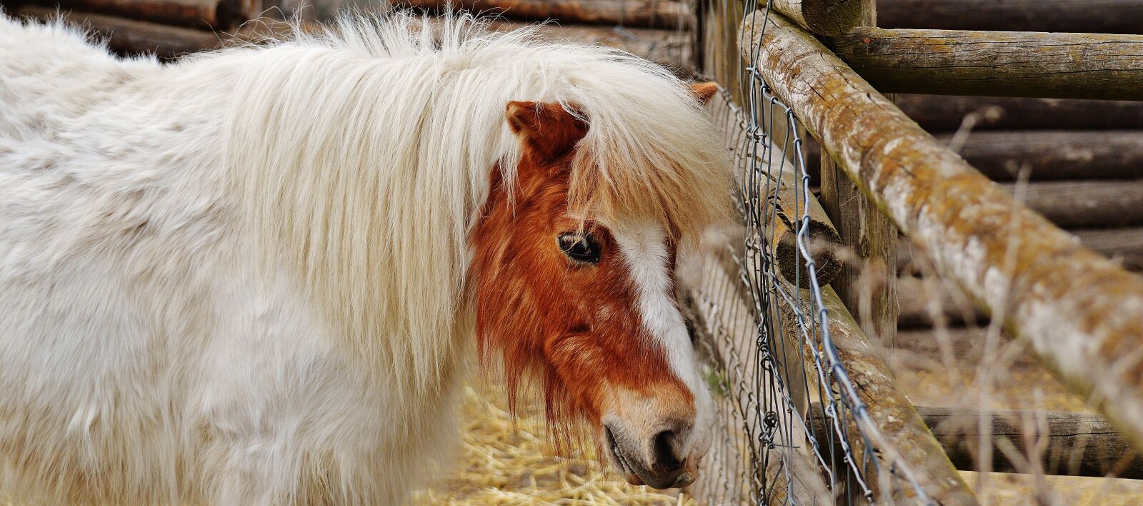 Nikon D3200 sample photo. Pony, wildpark poing, white photography
