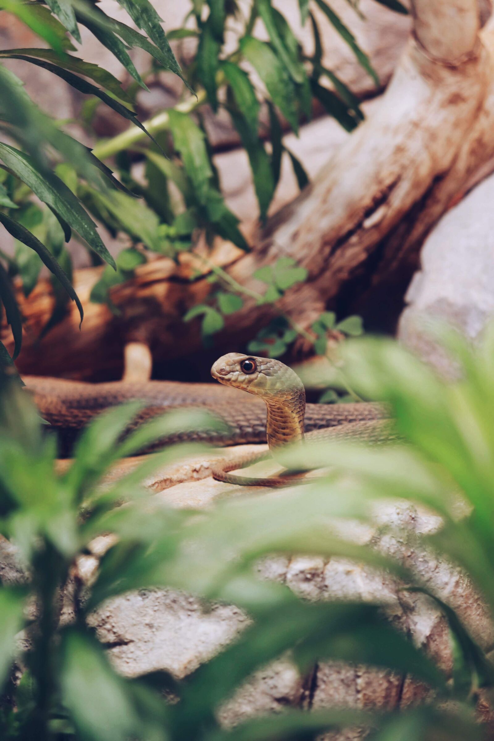Canon EOS 200D (EOS Rebel SL2 / EOS Kiss X9) sample photo. Snake, green, head photography