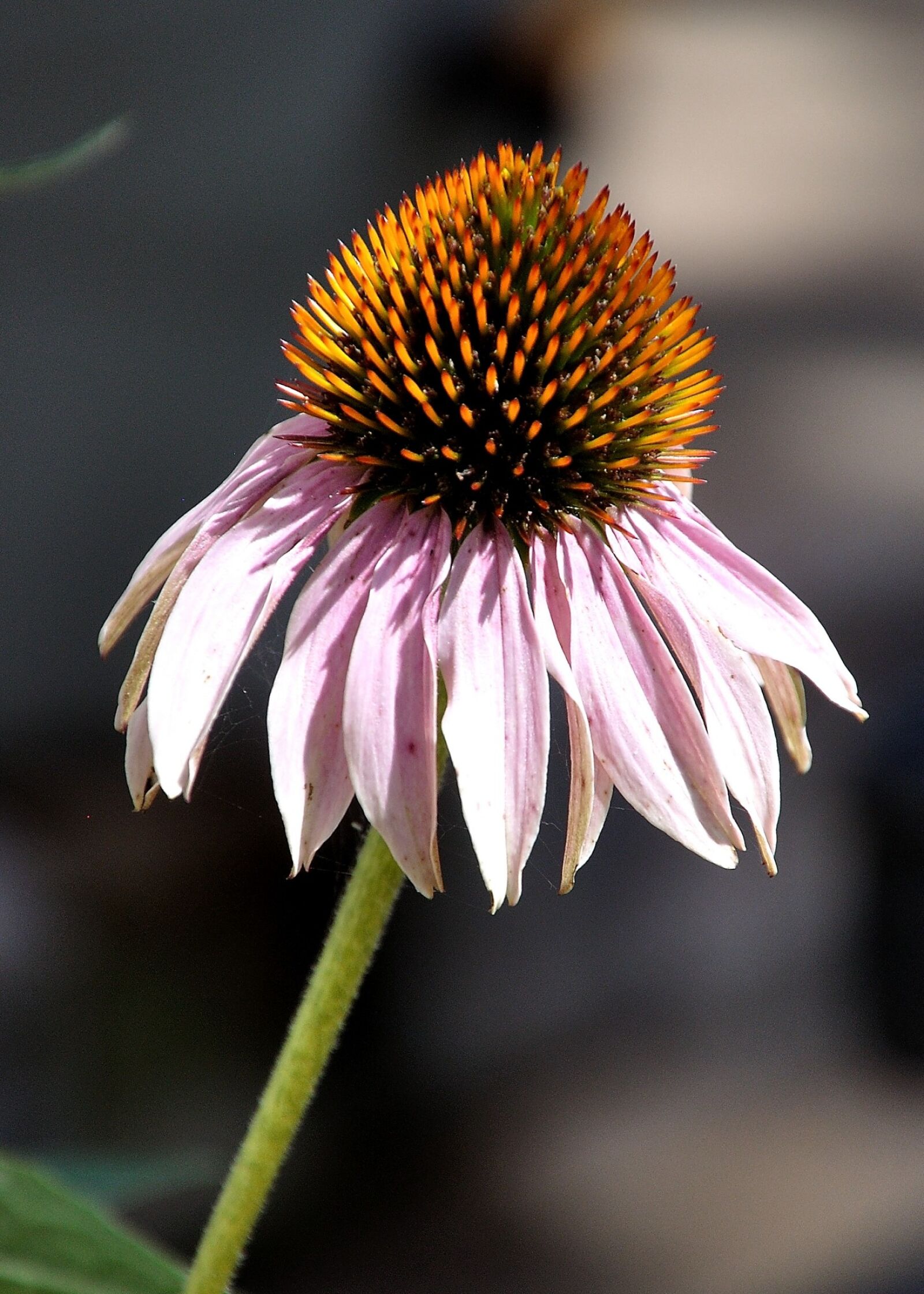 Nikon D90 sample photo. Coneflower, color, botanical photography