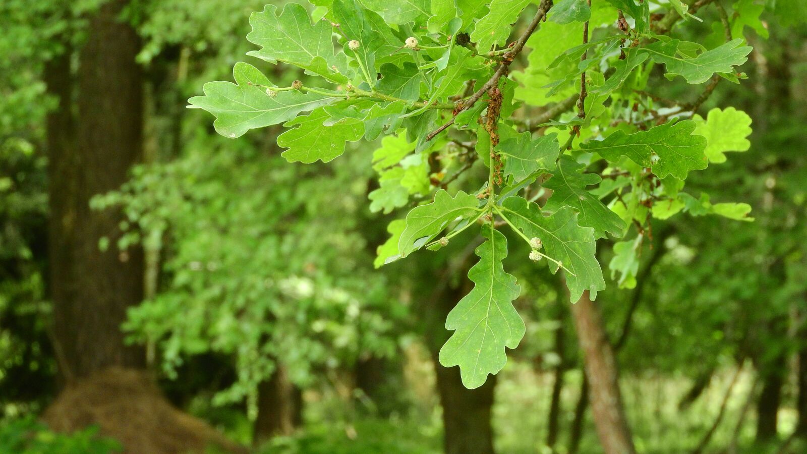 Nikon Coolpix P610 sample photo. Oak, leaves, branch photography