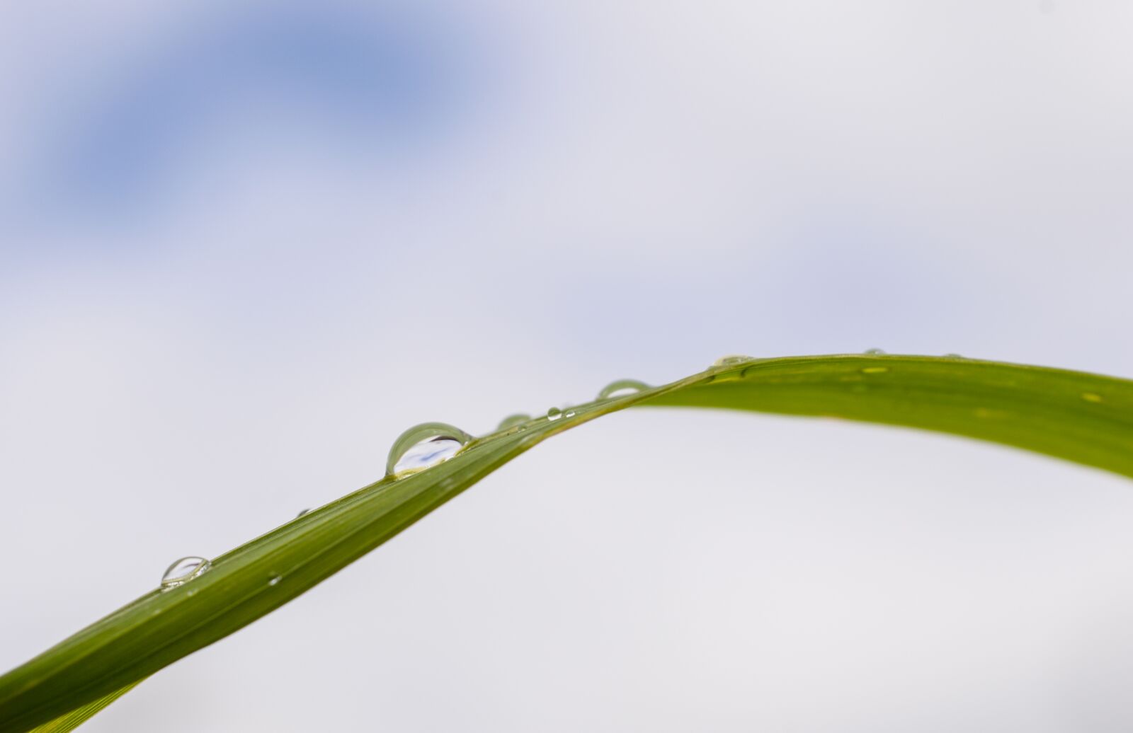 Nikon D610 sample photo. Water, drop, reed photography
