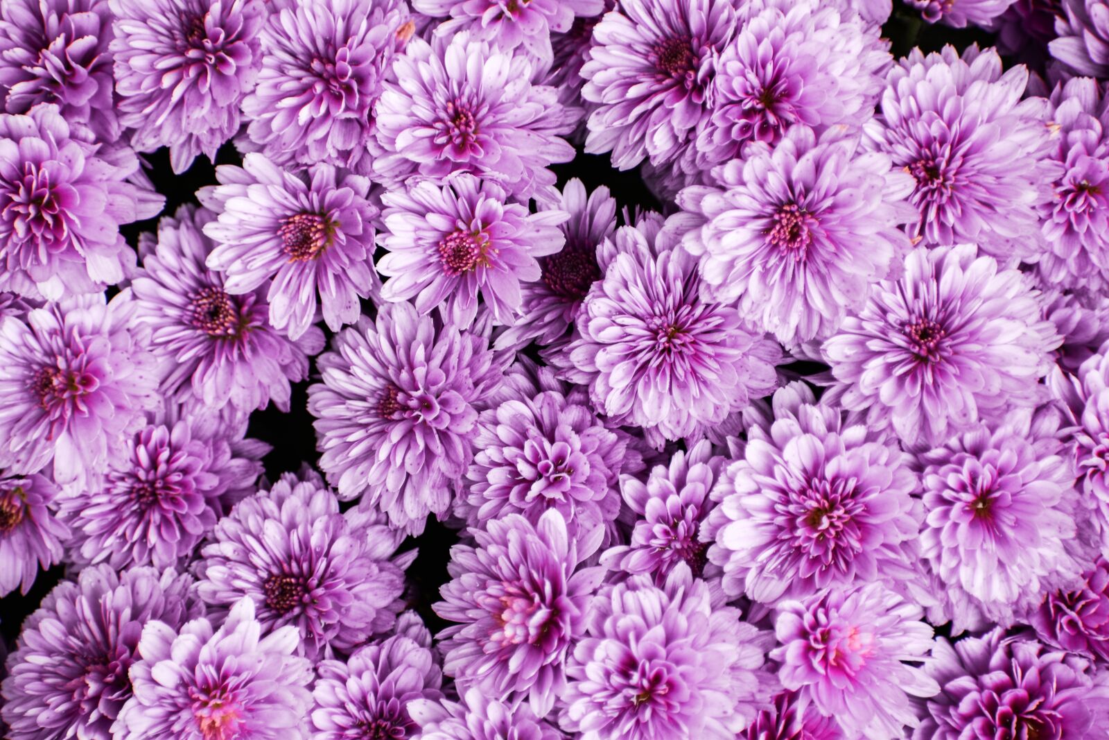 Nikon D5600 sample photo. Chrysanthemum, pink, bloom photography