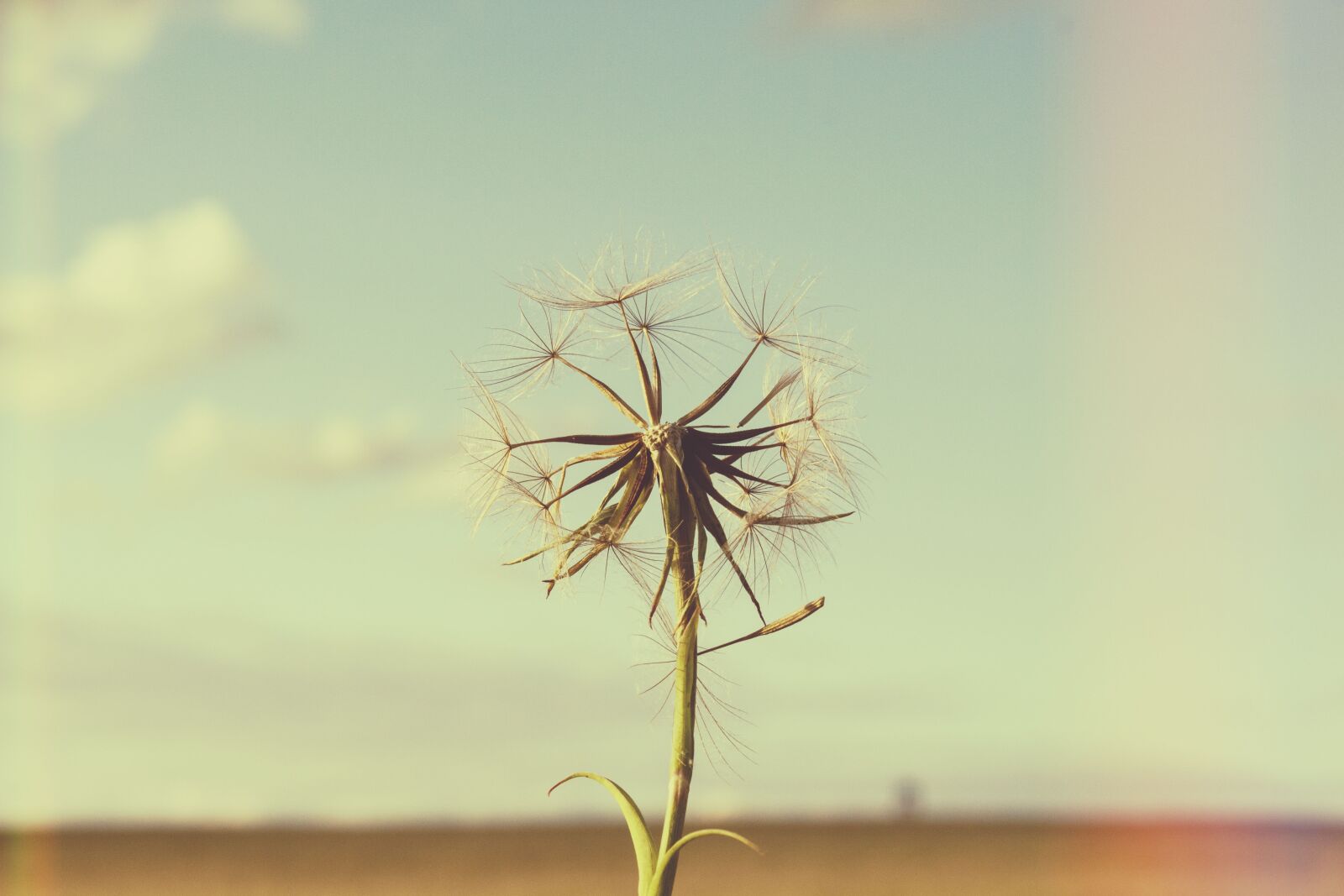 Canon EOS 700D (EOS Rebel T5i / EOS Kiss X7i) sample photo. Plant, dandelion, mood photography