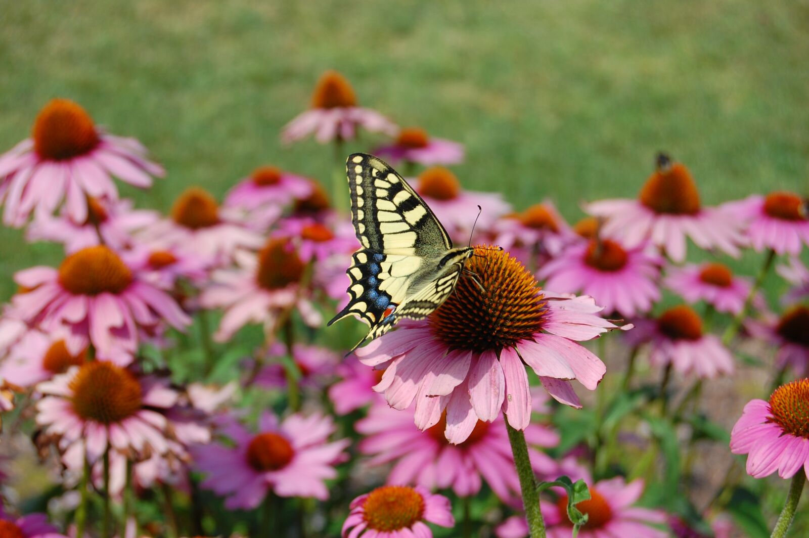 Nikon D40 sample photo. Dovetail, summer, coneflower photography