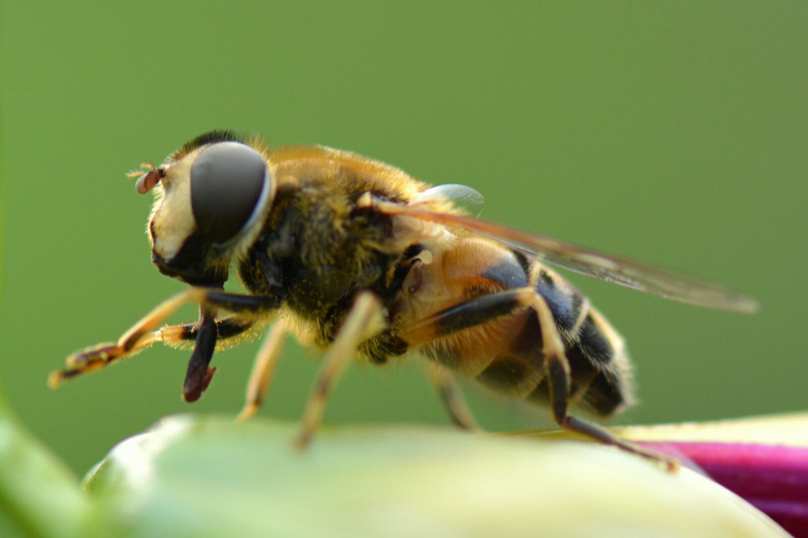 Nikon D5200 sample photo. Bee, animal, nature photography