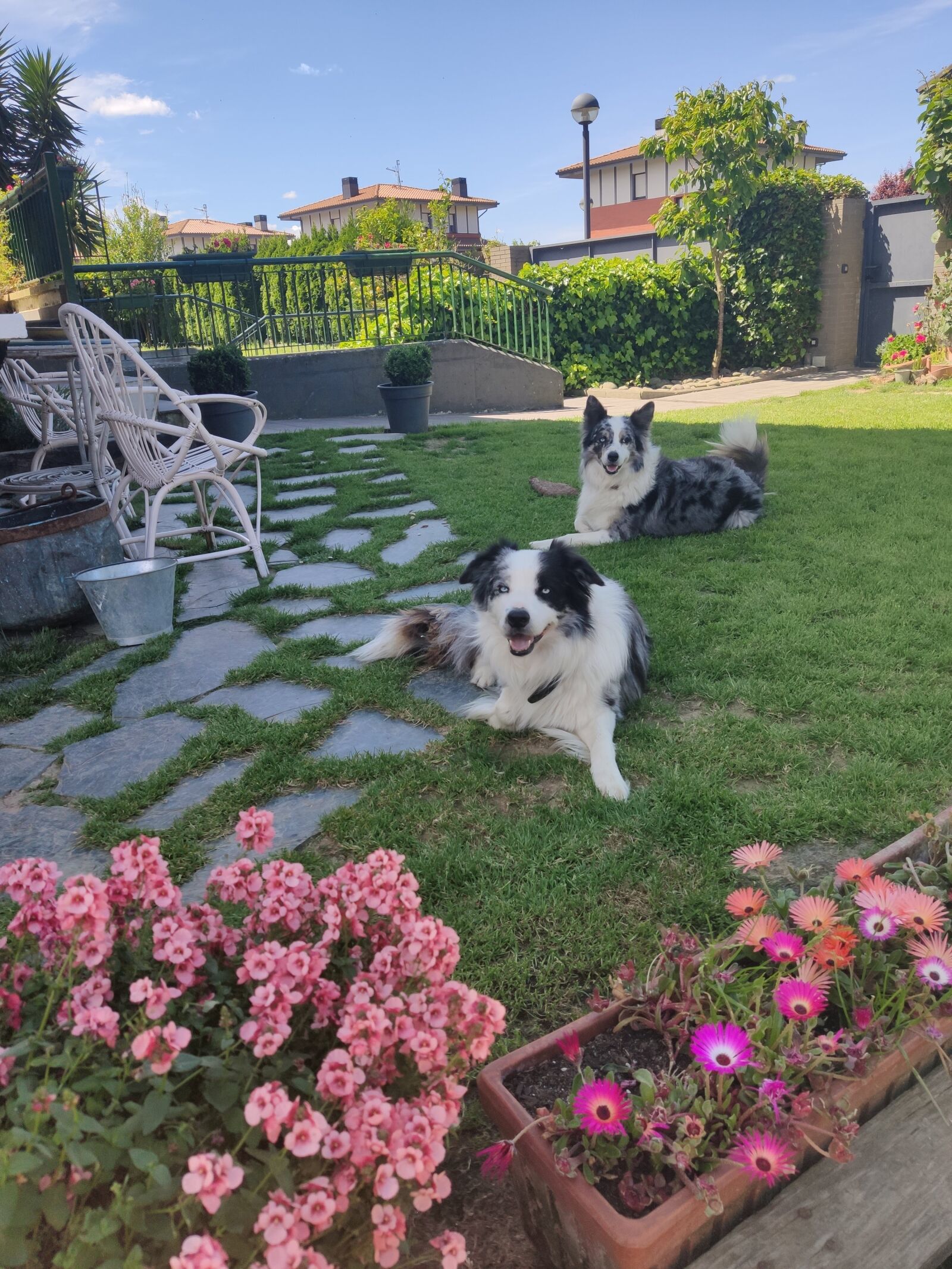 Xiaomi MI 9 sample photo. Dogs, animals, border collie photography