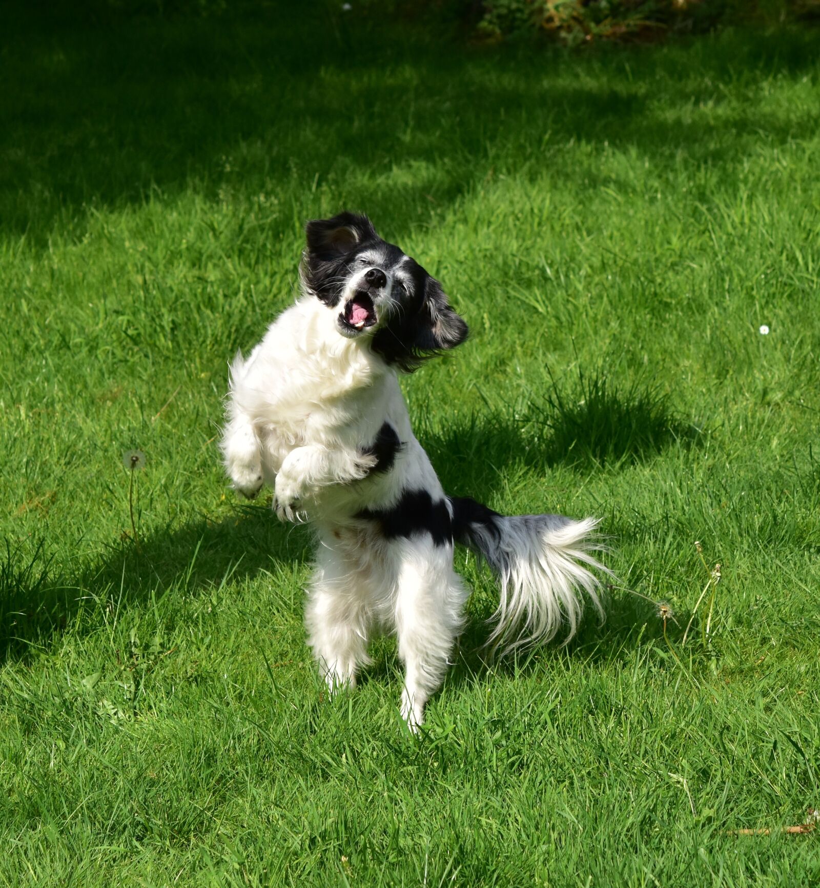 Nikon D5600 sample photo. Dog, play, animal photography