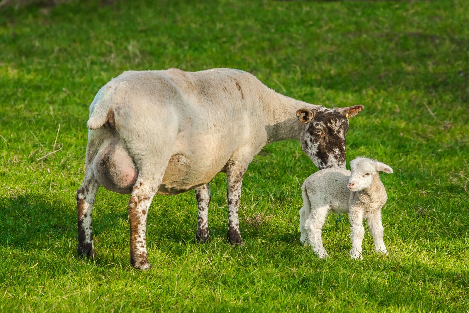Canon EOS 60D sample photo. Sheep, chick, farm photography