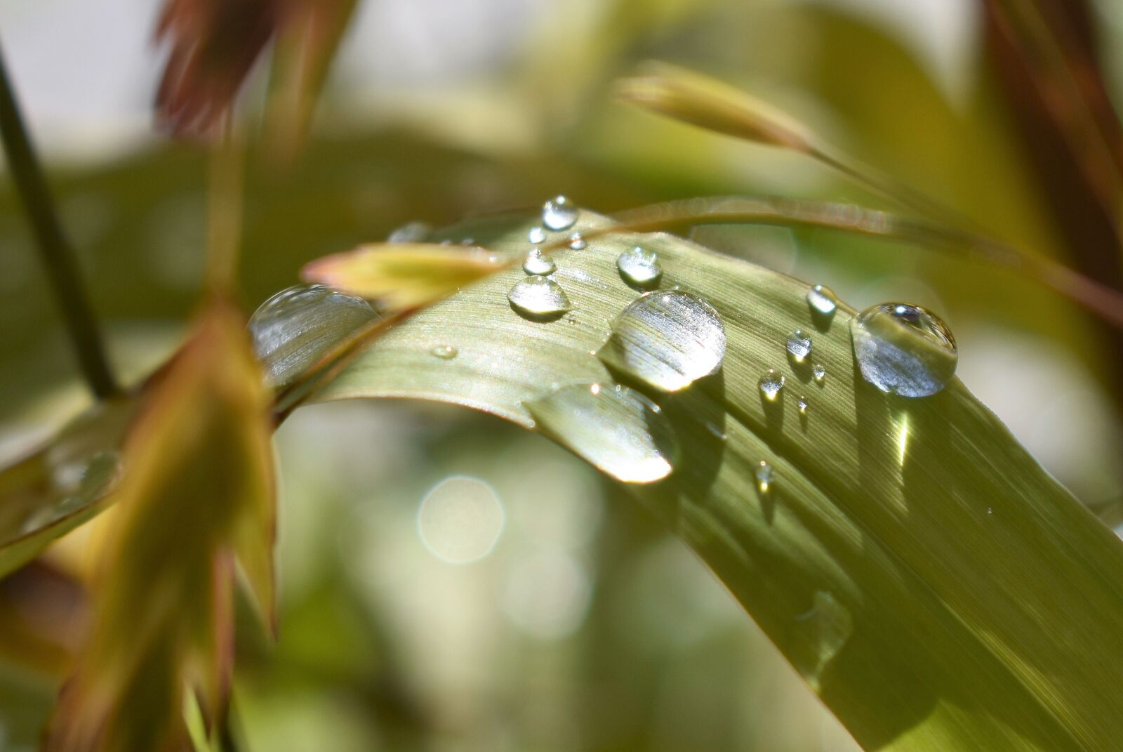 Nikon D5500 sample photo. Drop of water, nature photography