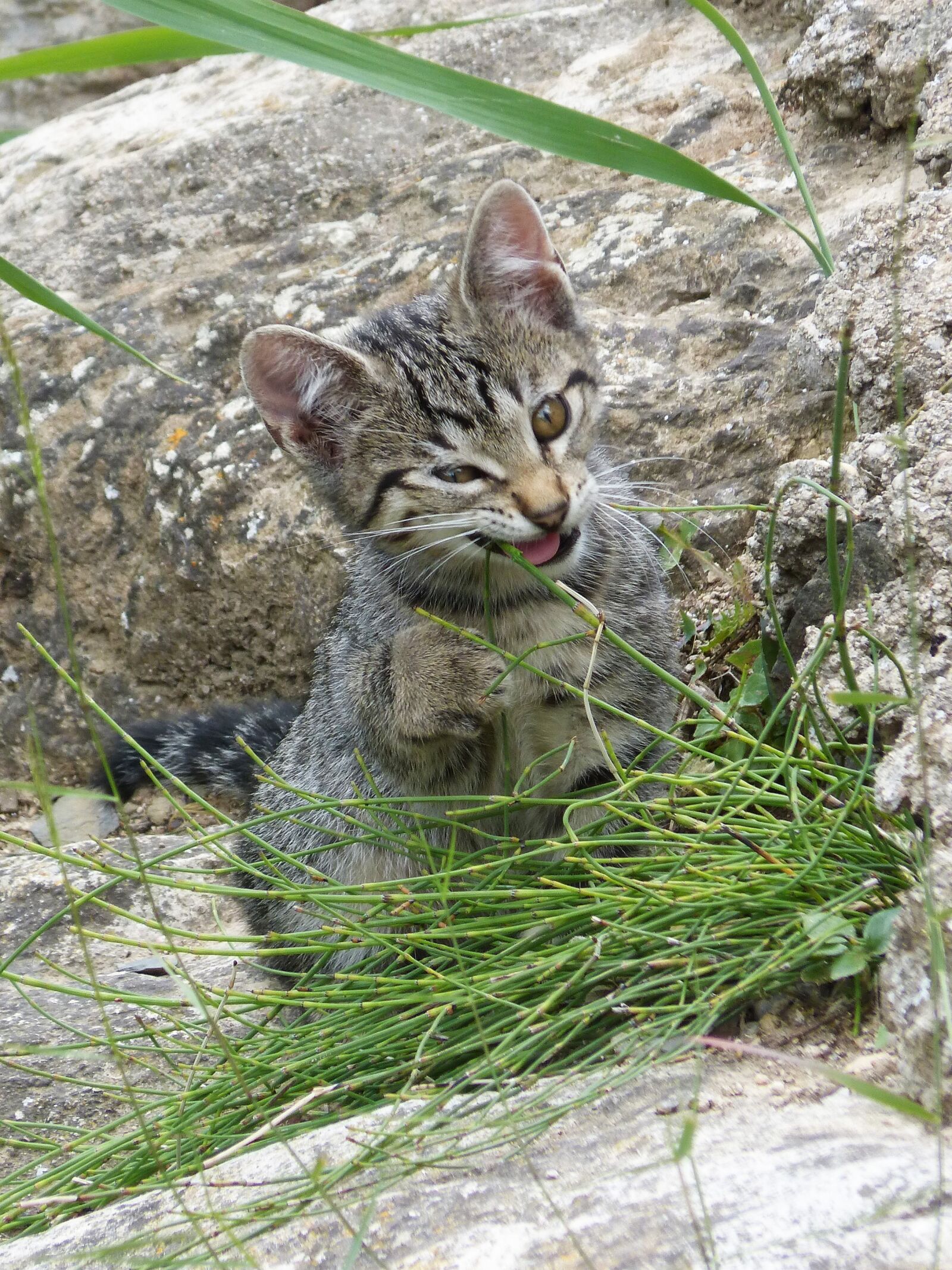 Panasonic DMC-FZ62 sample photo. Cat, puppy, kitten photography