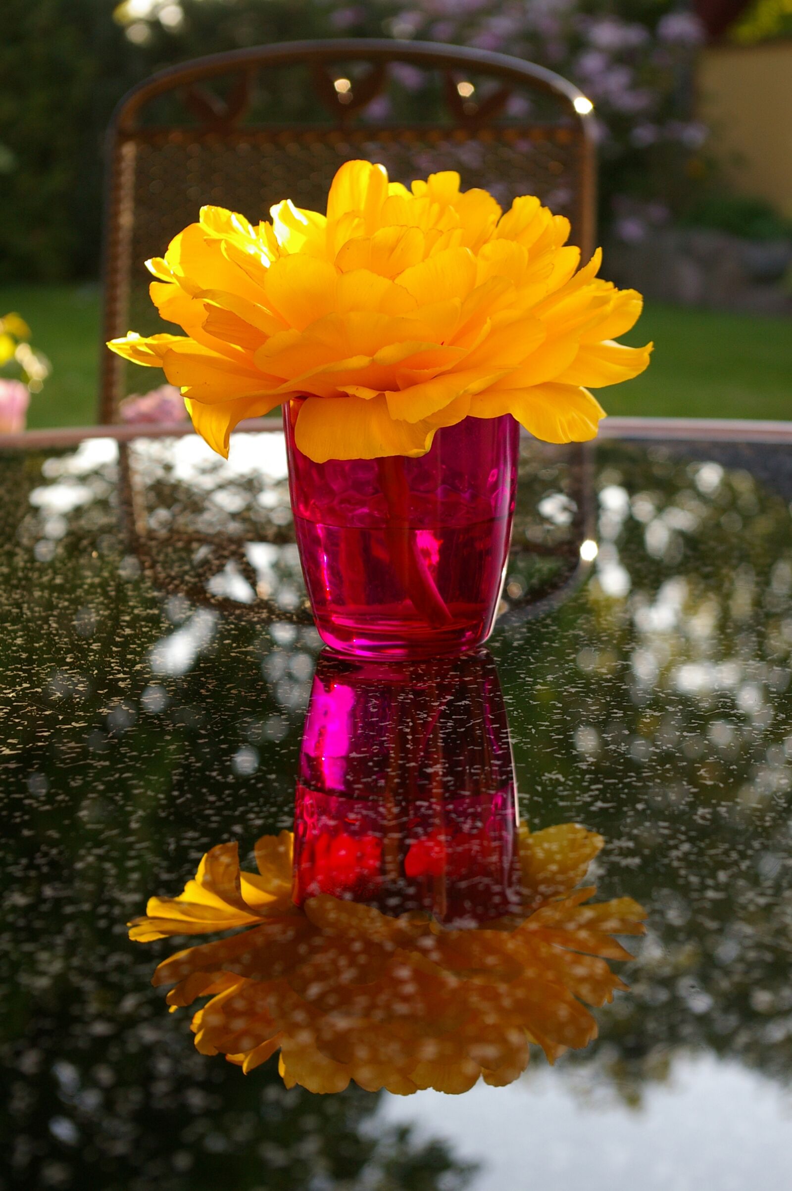 Pentax *ist DL2 sample photo. Yellow tumor, tulip, yellow photography