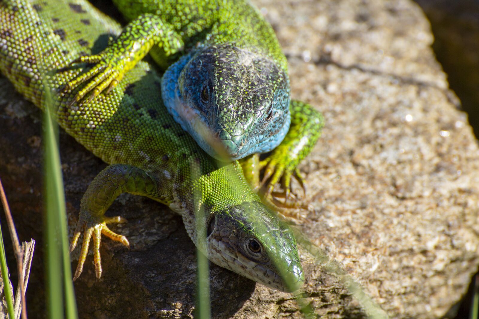 Canon EOS 600D (Rebel EOS T3i / EOS Kiss X5) sample photo. Lizards, the lizard, reptile photography