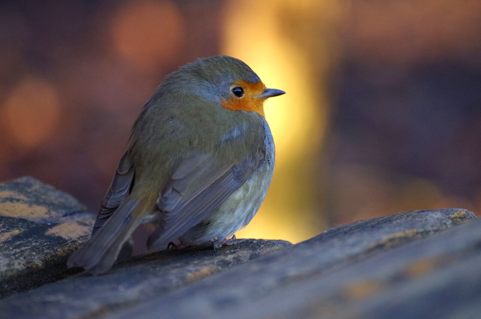 Pentax K-30 sample photo. Robin, wild bird, animal photography