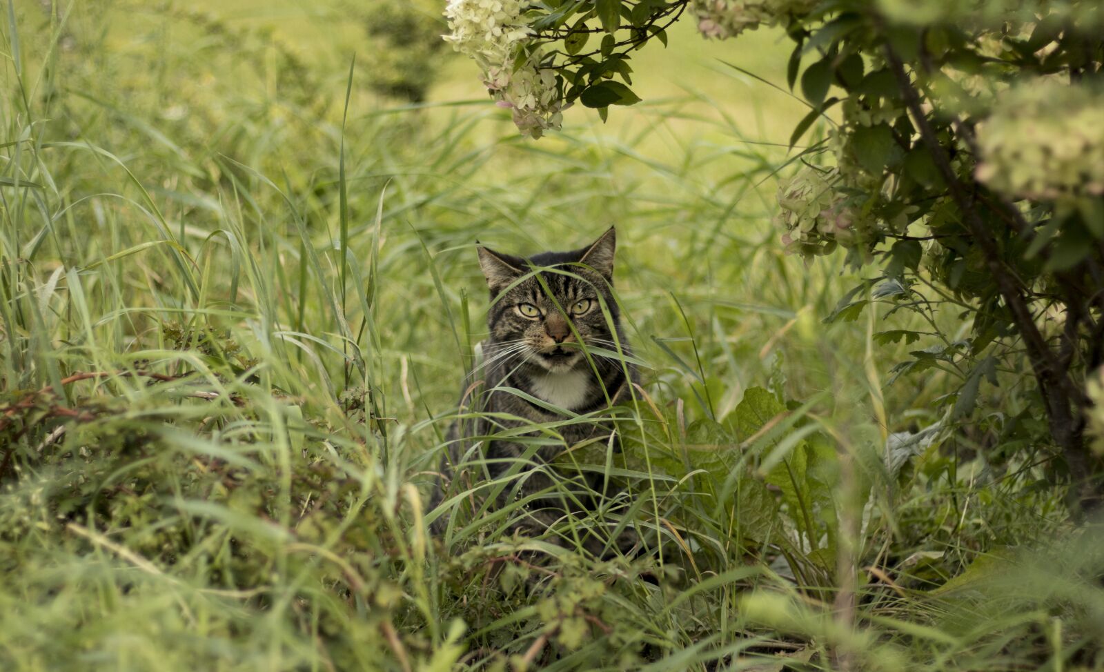 Canon EOS 80D sample photo. Cat, grass, bush photography