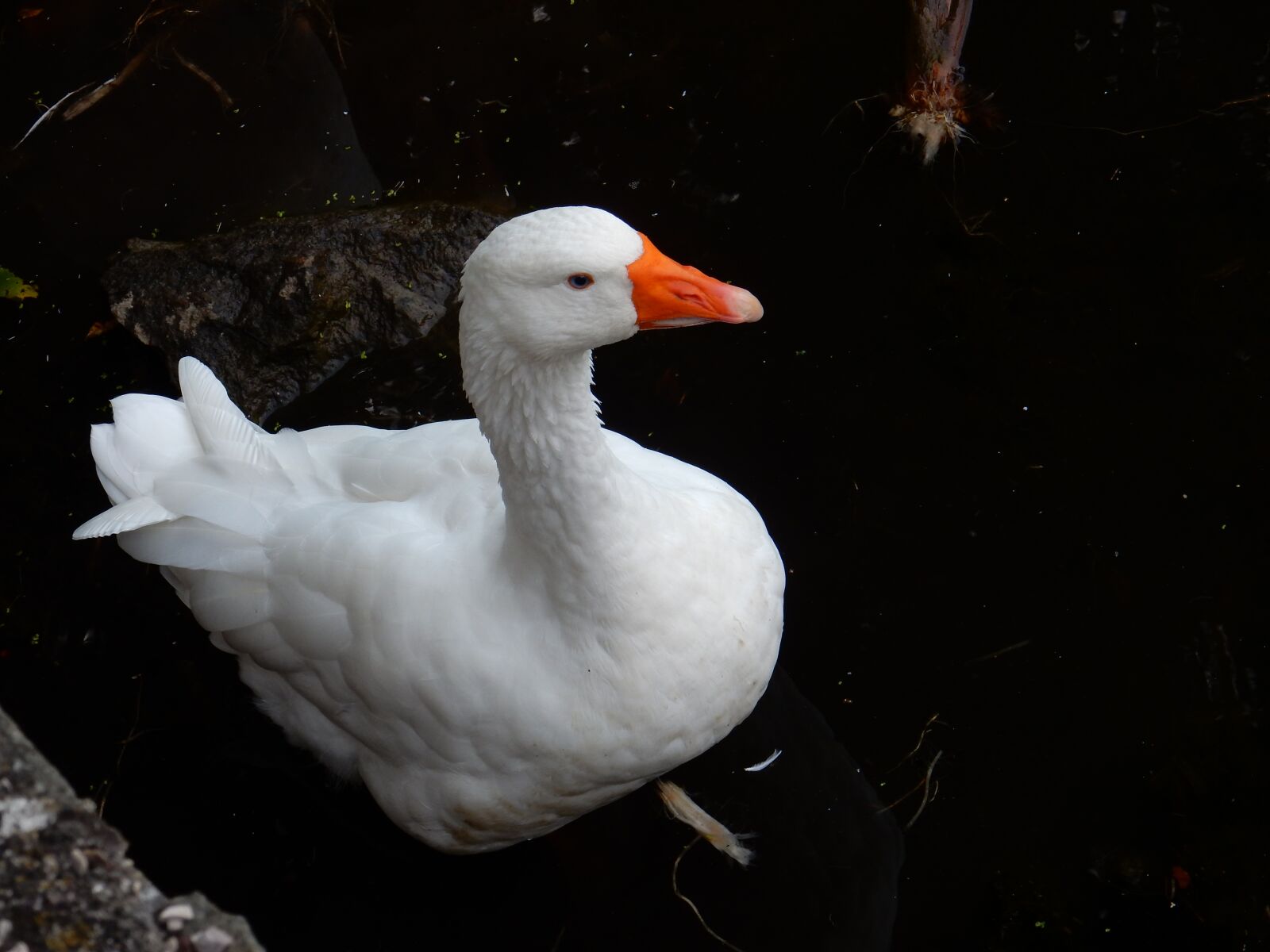 Nikon Coolpix S9900 sample photo. White goose, bird, animal photography