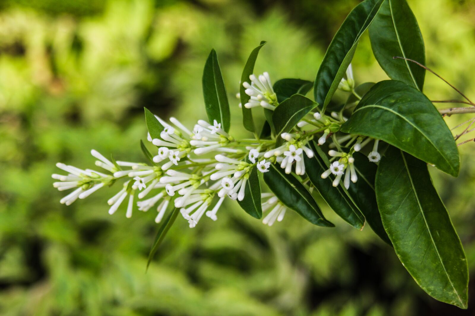 Canon EOS 40D sample photo. Flowers, white, nature photography