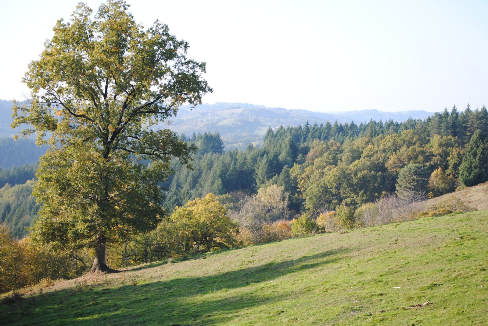 Nikon D3000 sample photo. Tree, meadows, pasture photography