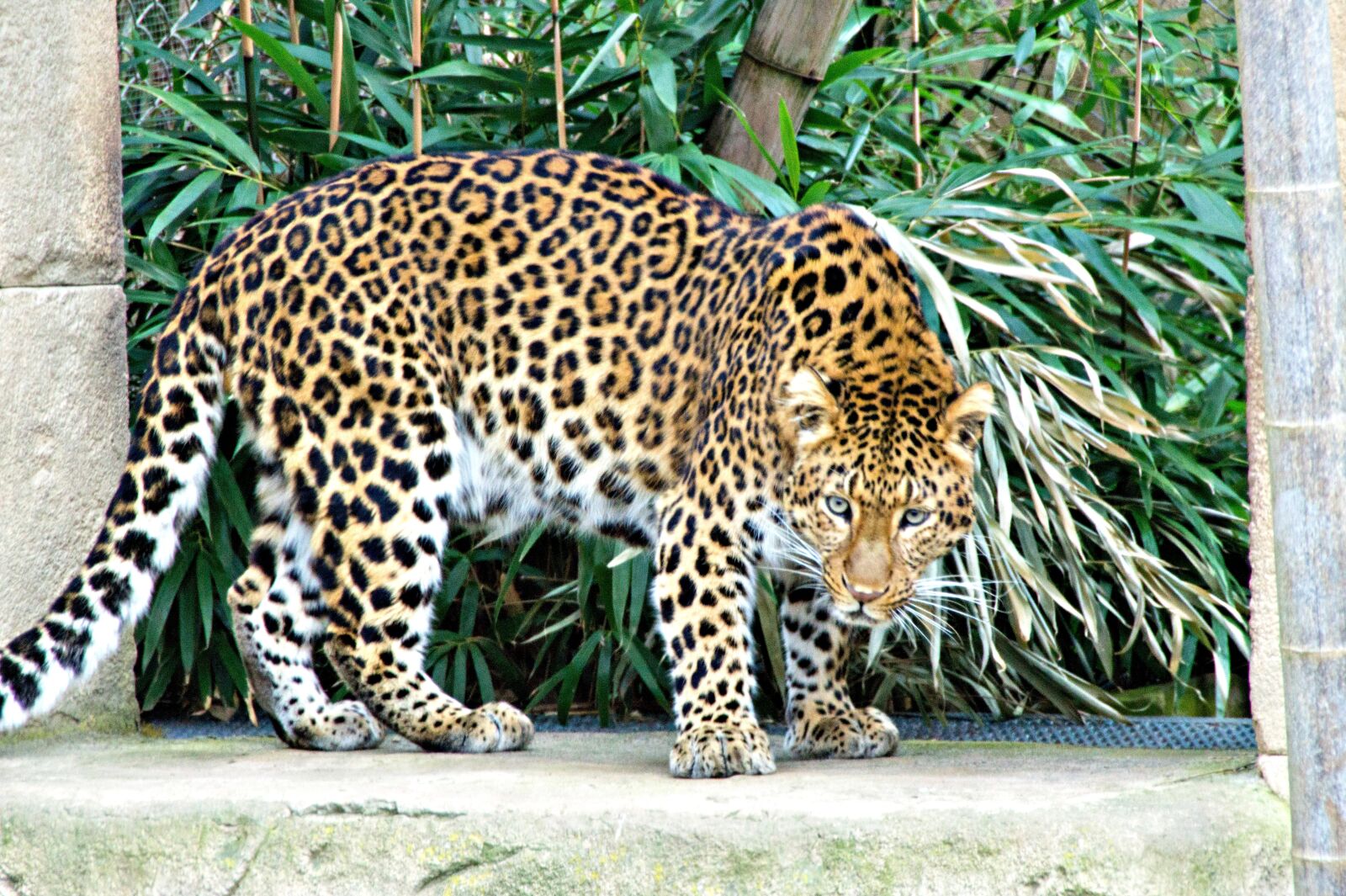 Sony SLT-A58 sample photo. Leopard, zoo, feline photography