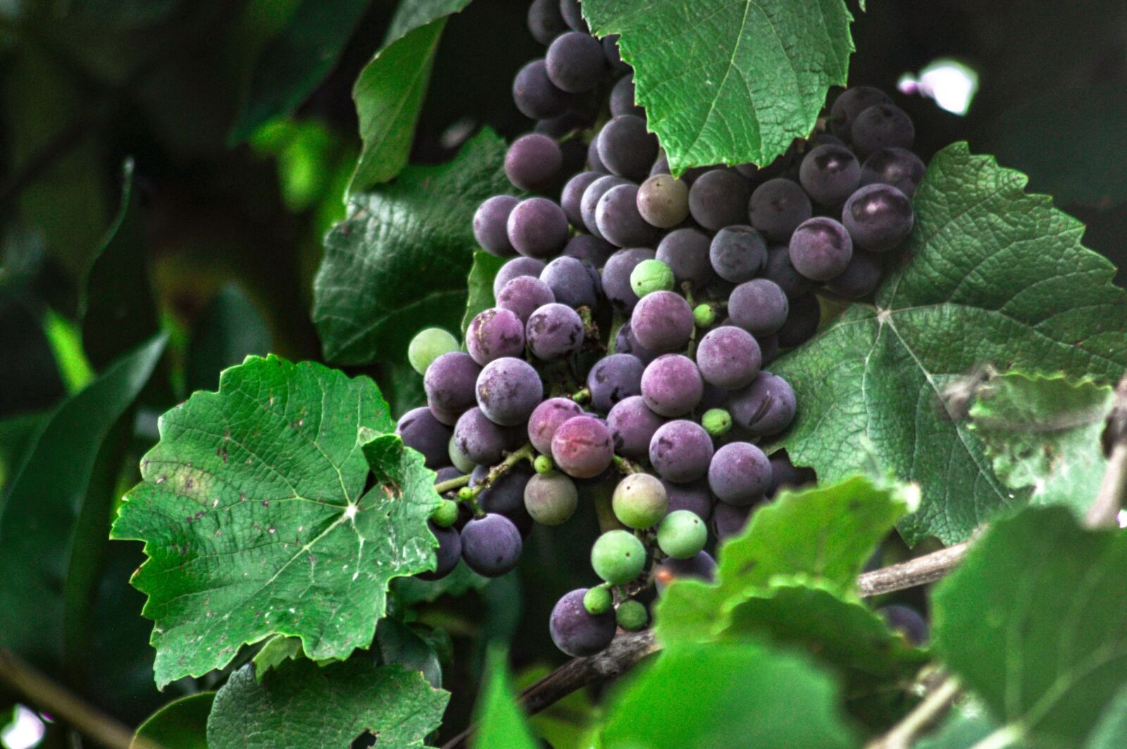 Nikon D90 sample photo. Grapes, green, fruit photography