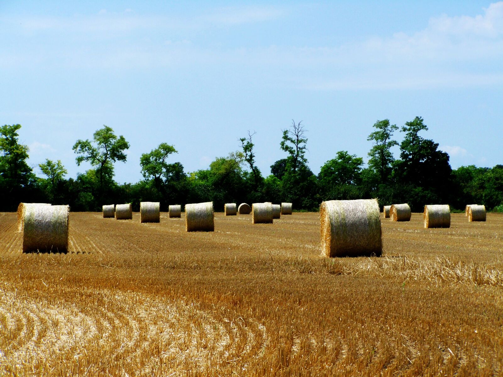 Kodak EASYSHARE ZD710 ZOOM DIGITAL CAMERA sample photo. Straw bales, harvested crops photography
