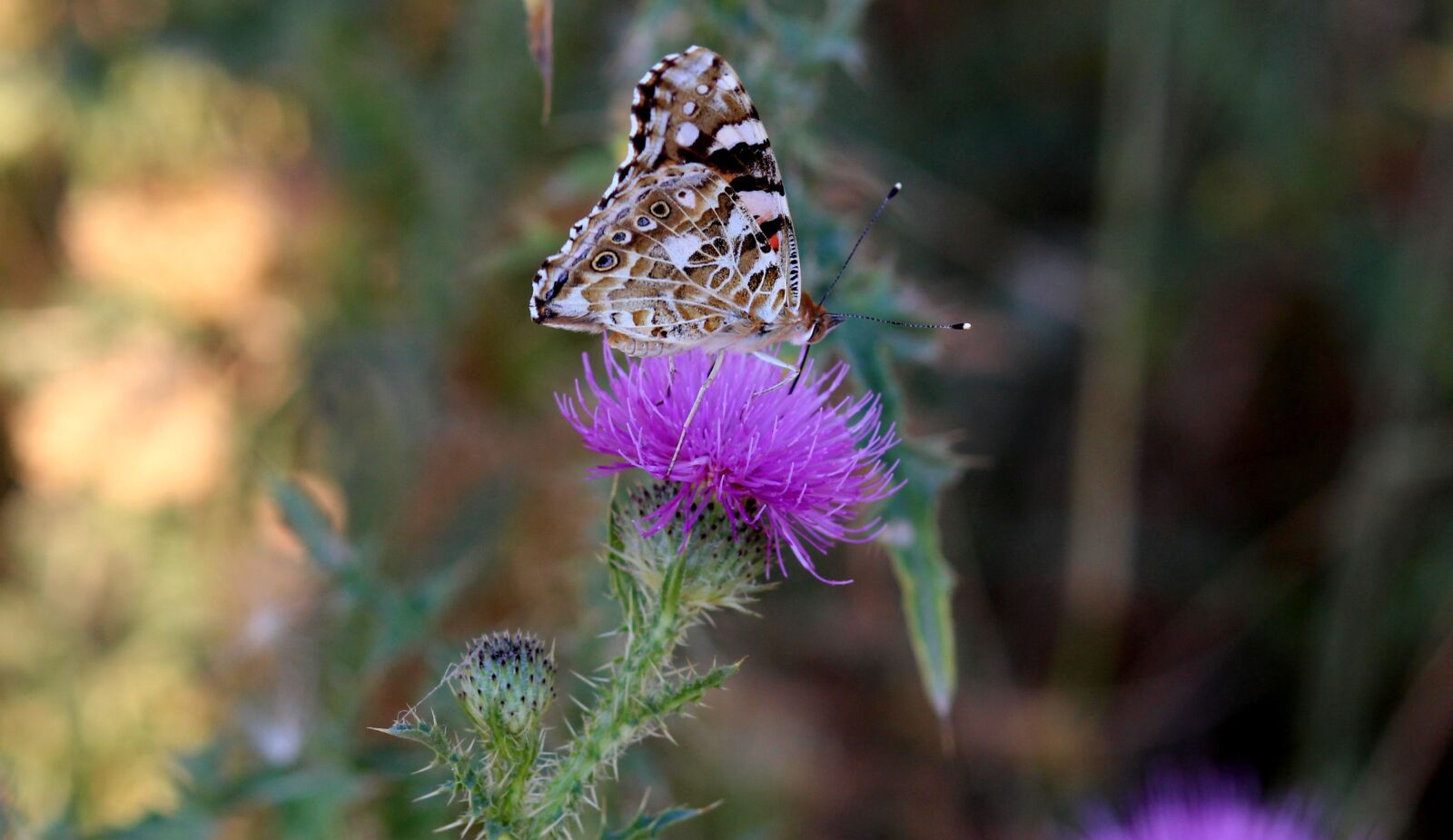 Canon EOS 700D (EOS Rebel T5i / EOS Kiss X7i) + Canon EF 85mm F1.8 USM sample photo. Butterflies, insects, plants photography