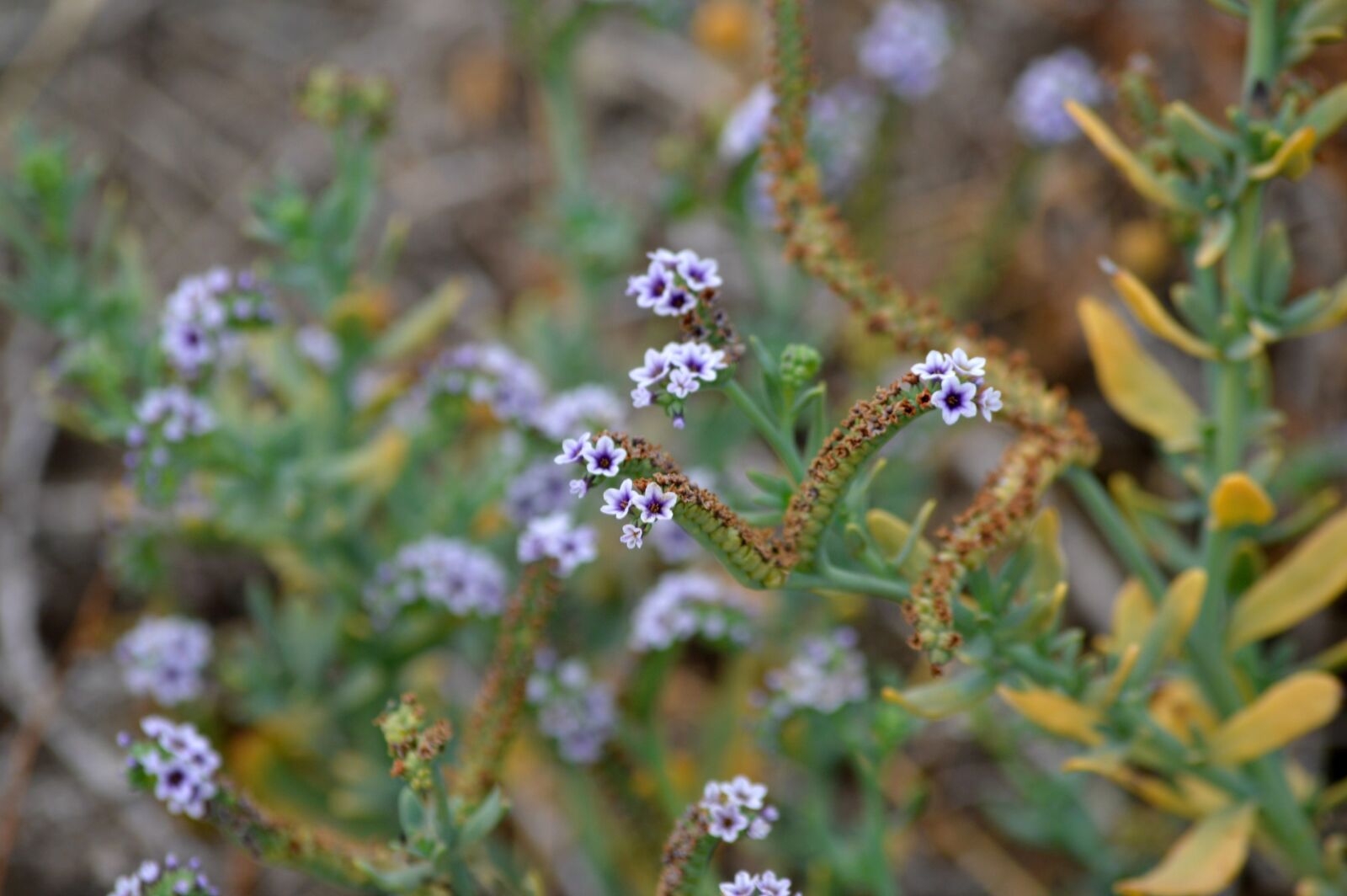 Nikon D3200 sample photo. Flowers, shrub, nature photography