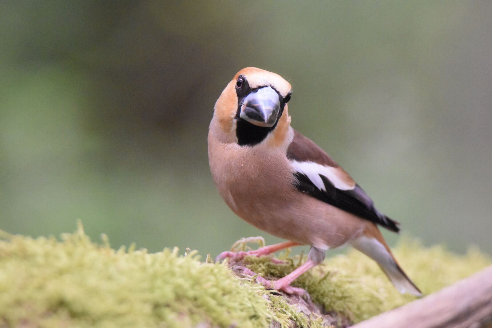 Nikon D5600 sample photo. Bird, core breaker grosbec photography
