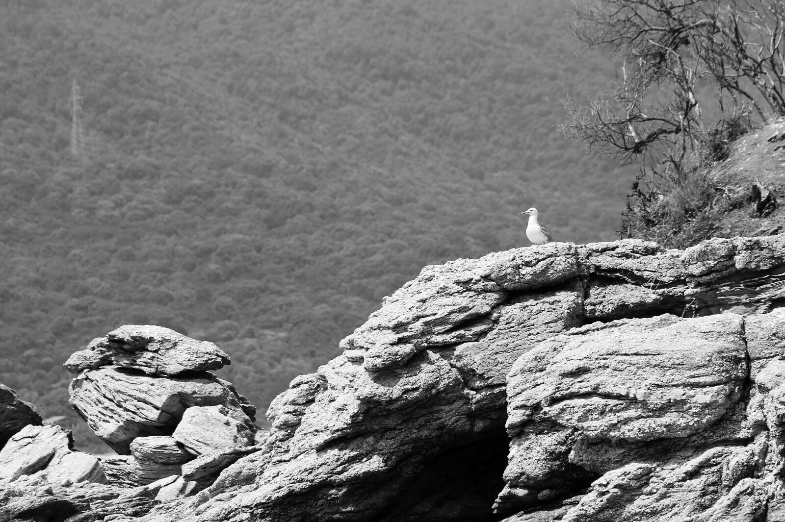Canon EF 55-200mm F4.5-5.6 II USM sample photo. Cliff, seagull, rocky photography