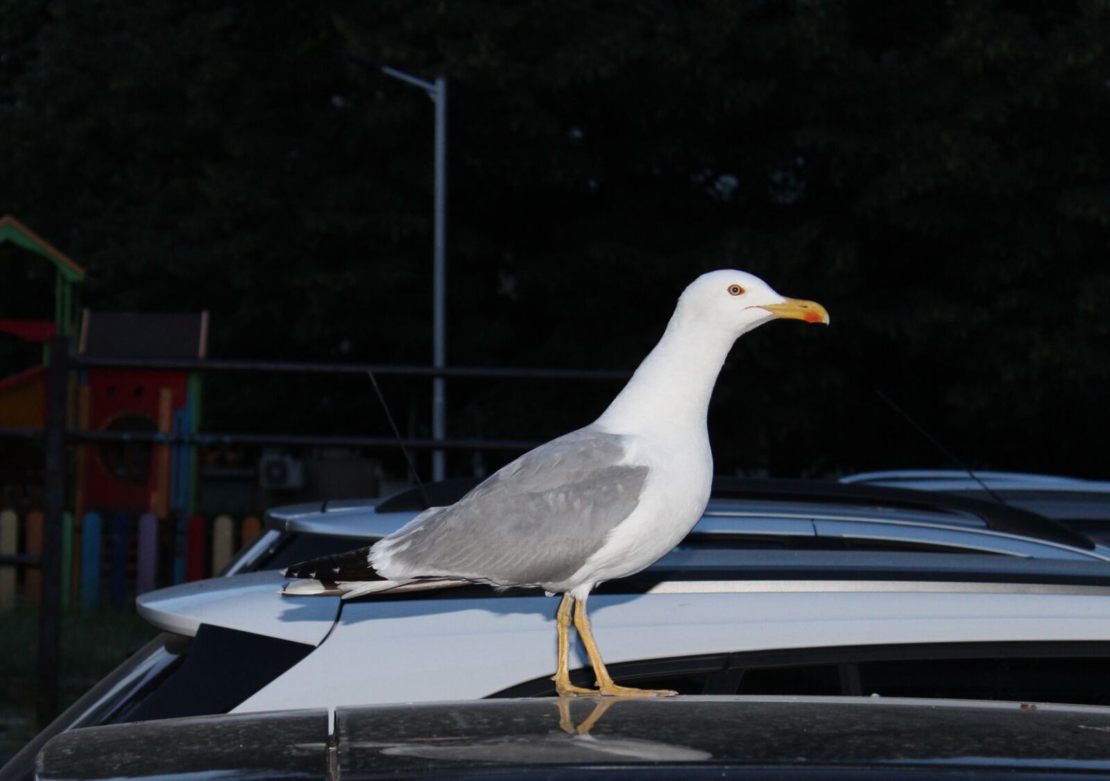 Canon EOS 1300D (EOS Rebel T6 / EOS Kiss X80) sample photo. Gull, bird, white photography