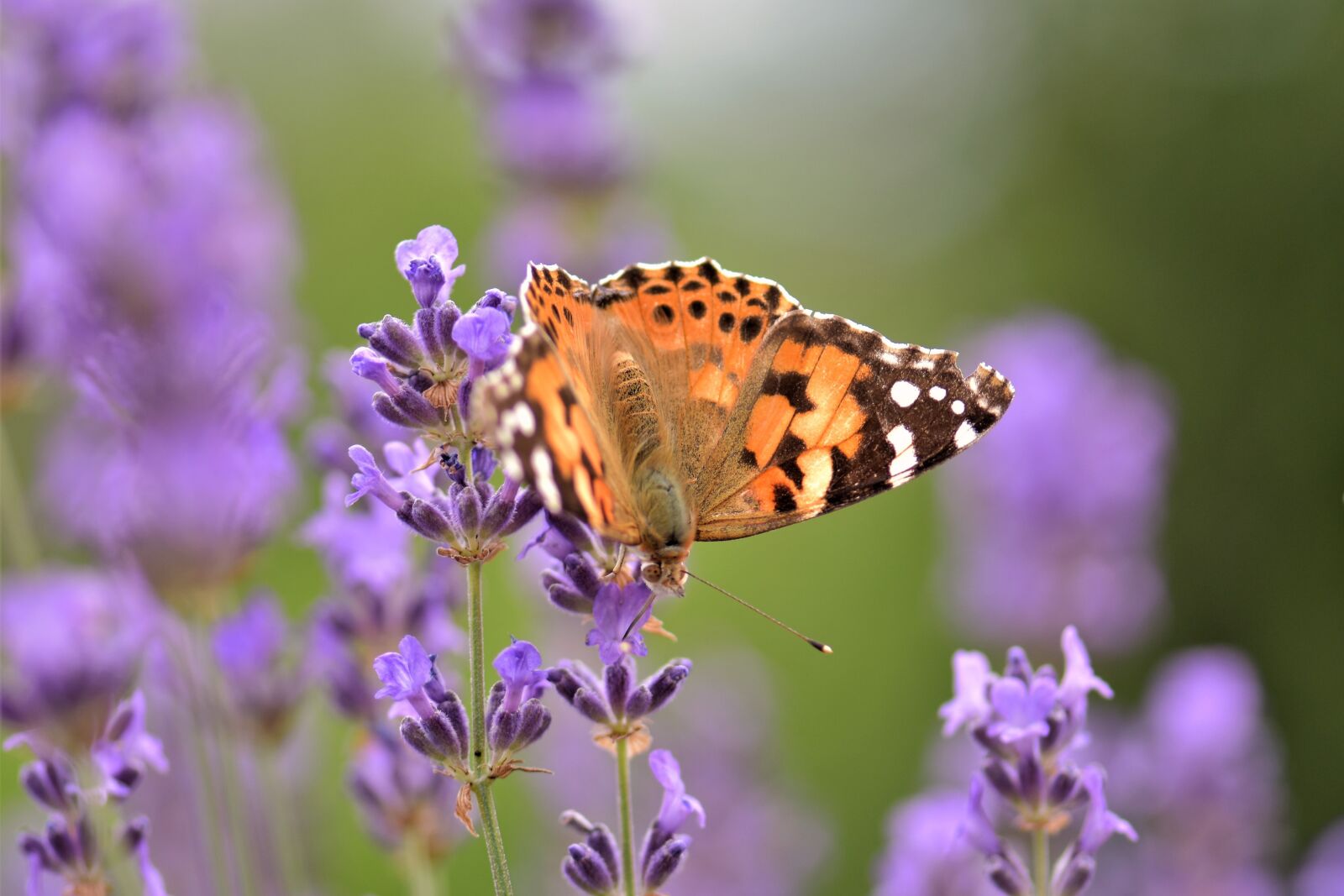 Nikon D5500 sample photo. Butterfly, lavender, flower photography