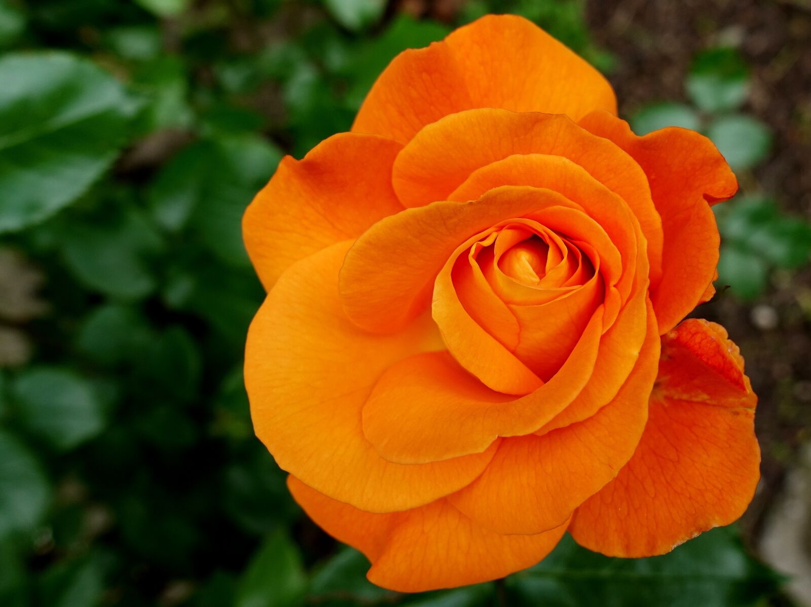 Sony DSC-RX100M5 sample photo. Rose, flower, blossom photography